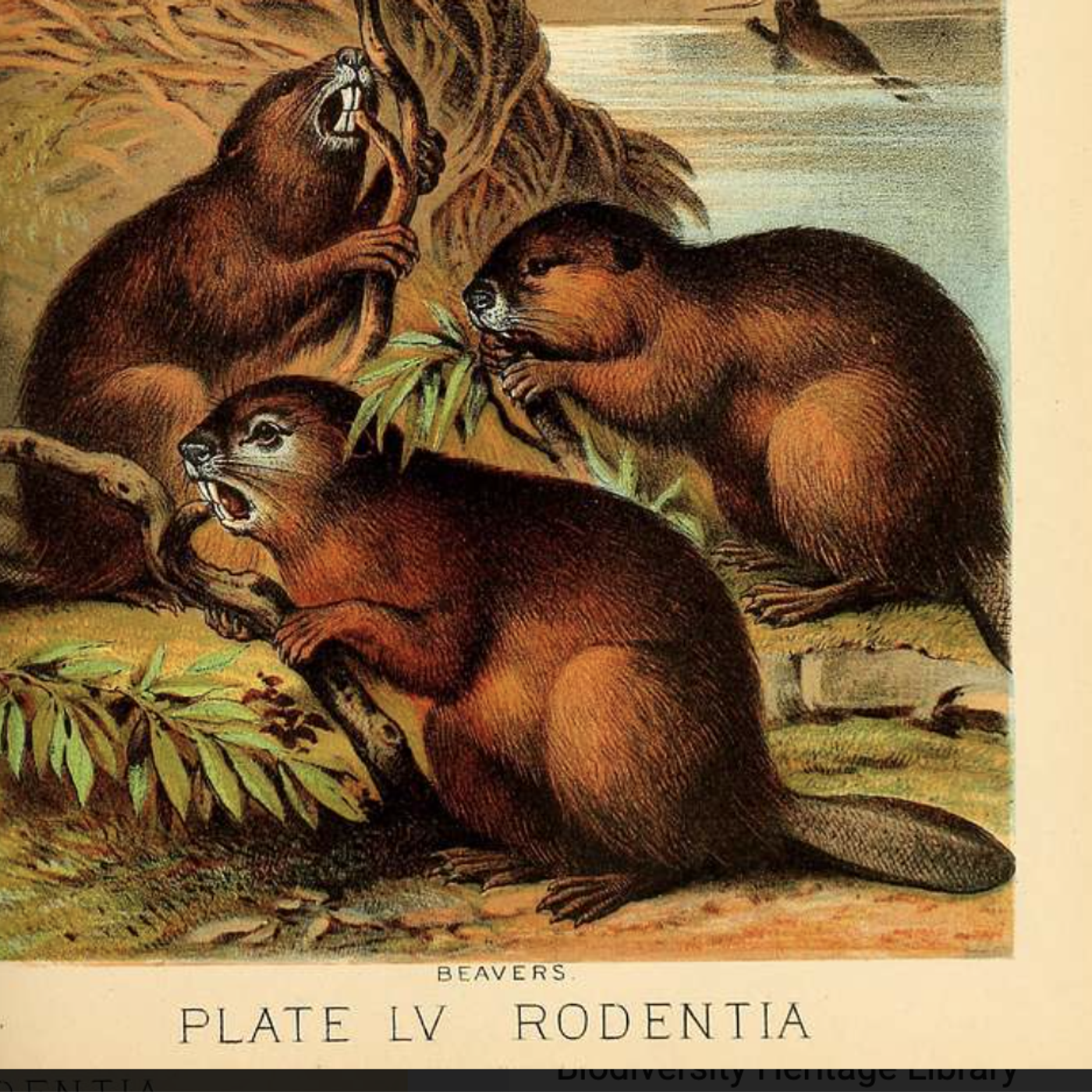 S8 Ep370: Leila Philip describes how a flow device installed by Mike Callahan saved an Audubon sanctuary pond during Hurricane Ida, proving that coexistence strategies are often more cost-effective than repairing flood damage. She concludes by emphasizing beavers a