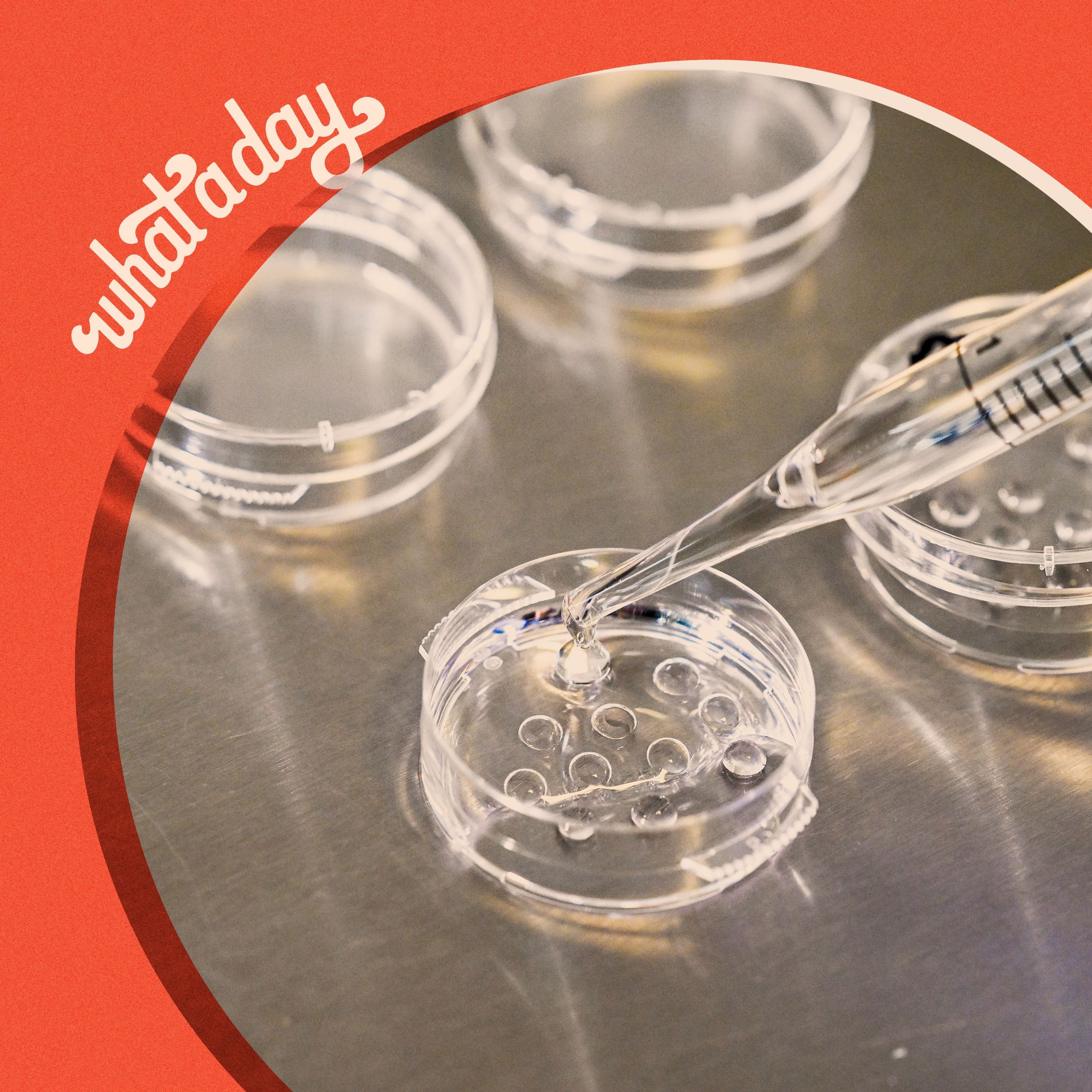 Fertility Treatments Threatened In Post-Roe Alabama episode artwork