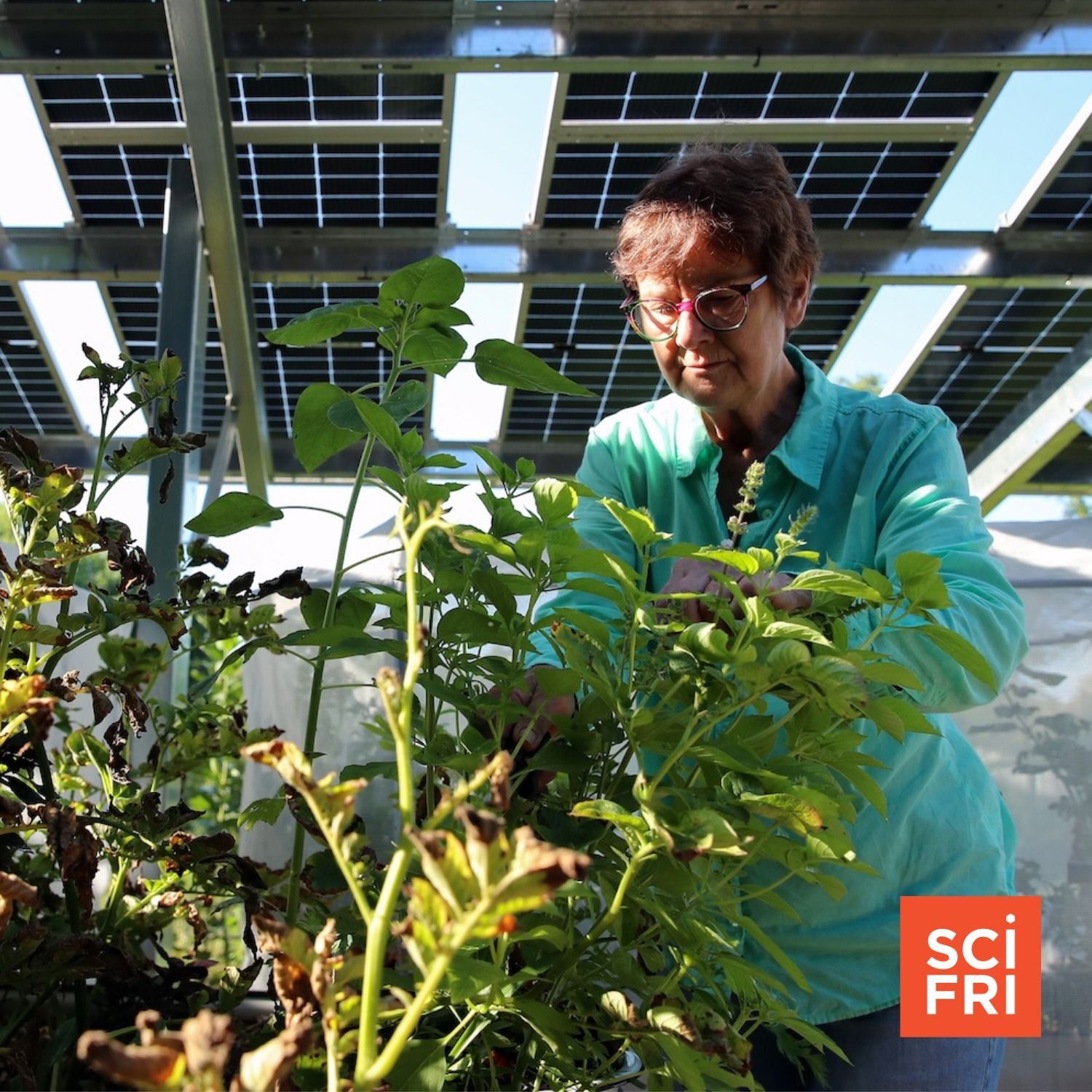 1225: The Growing Experiment Of Putting Solar Panels On Farmland episode artwork