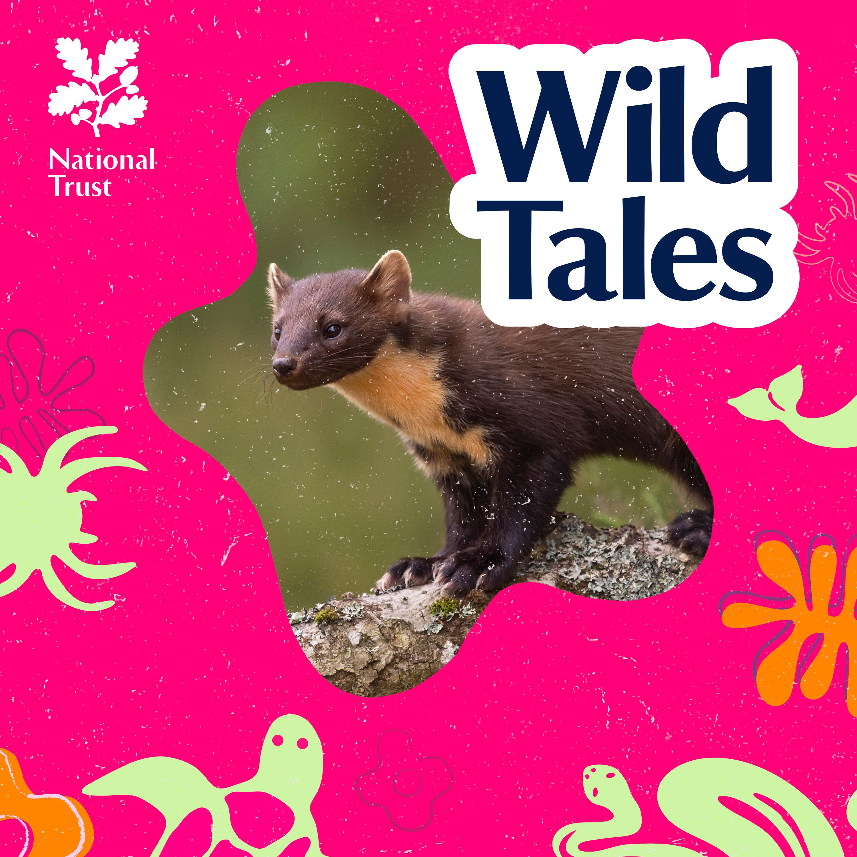 Pine Martens’ Return