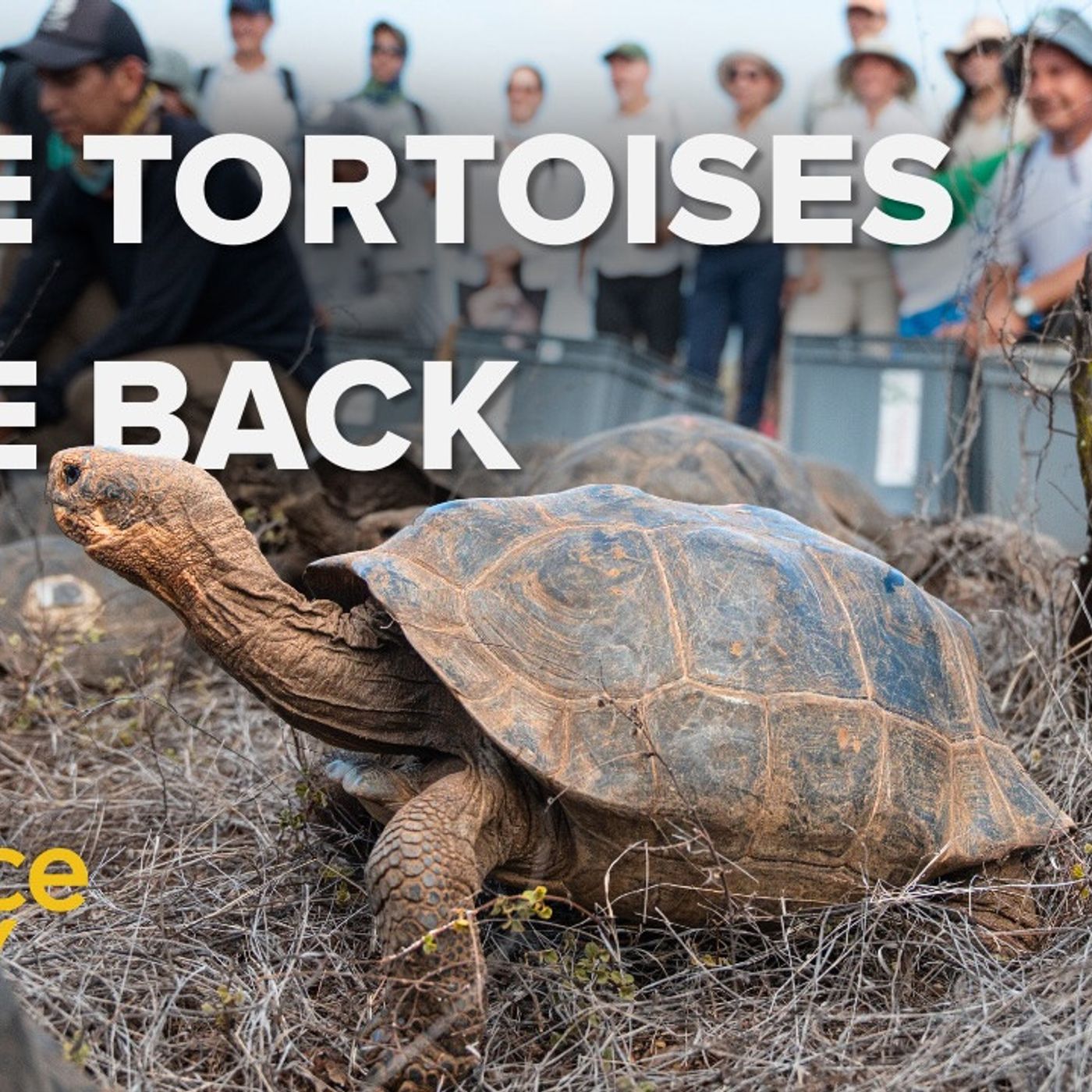 1255: Slow Breaking News: A Giant Tortoise Revival episode artwork