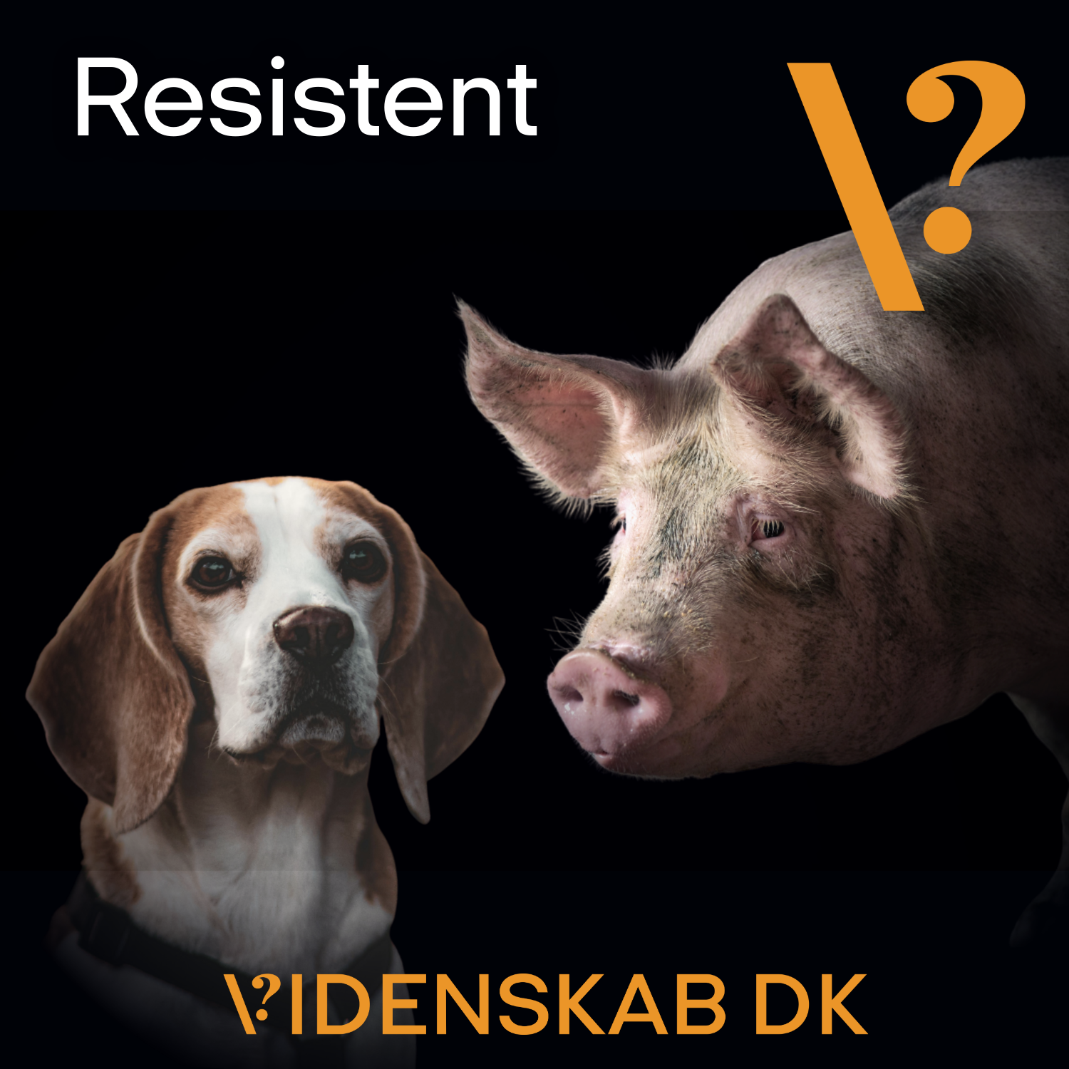 S1 Ep1: Kæledyr og husdyrsproduktion: En skjult vej for resistente bakterier