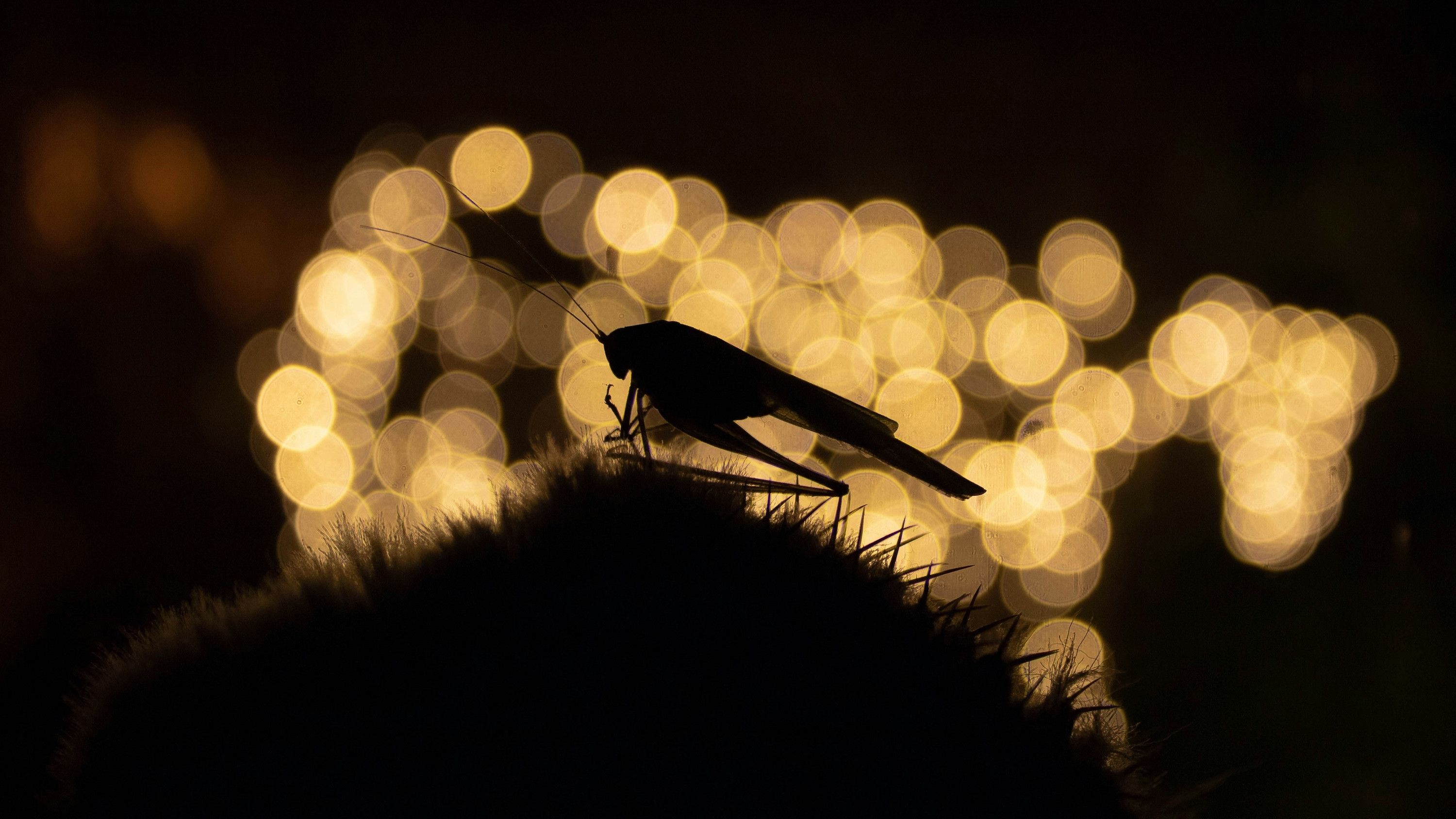 Nocturnal cricket chorus, Ghana
