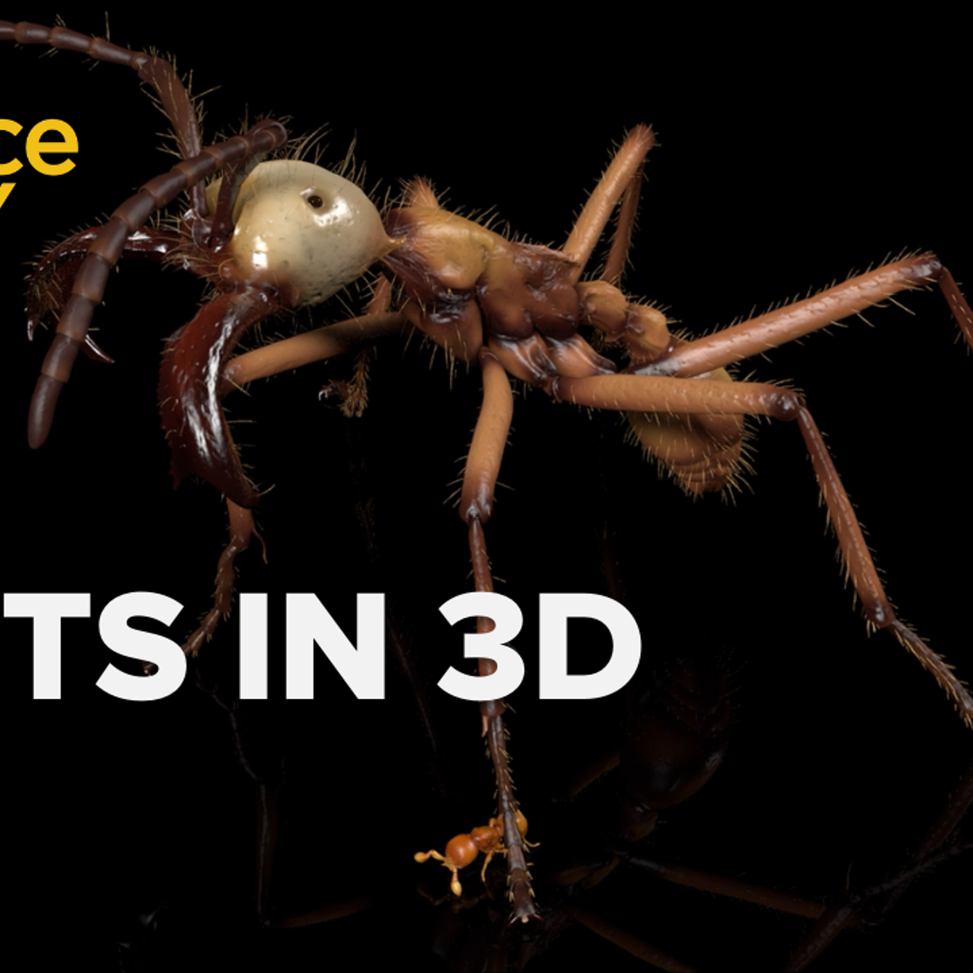 1260: Building a digital ant gallery, from the ground up episode artwork