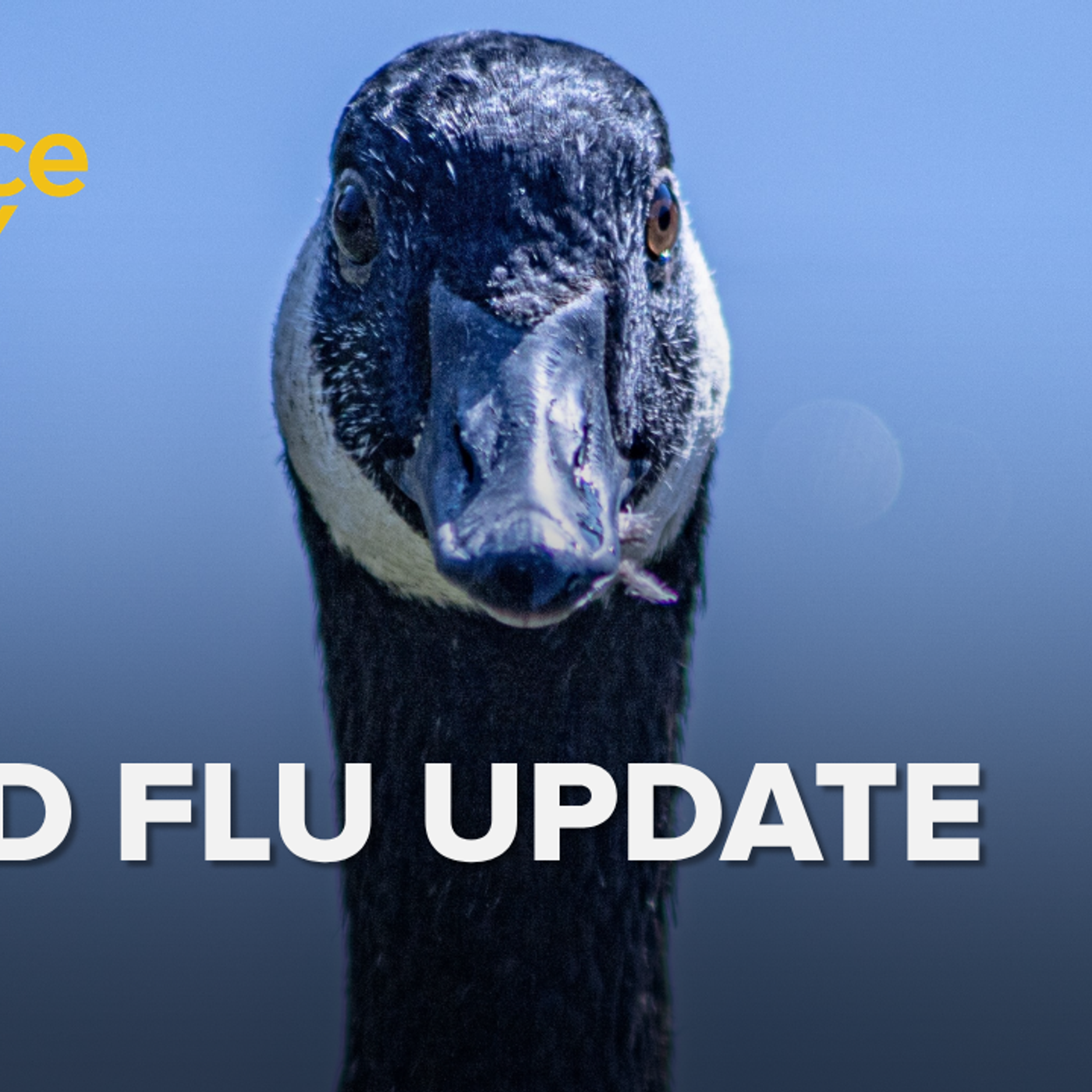 1264: Could bird flu still spark a pandemic? episode artwork