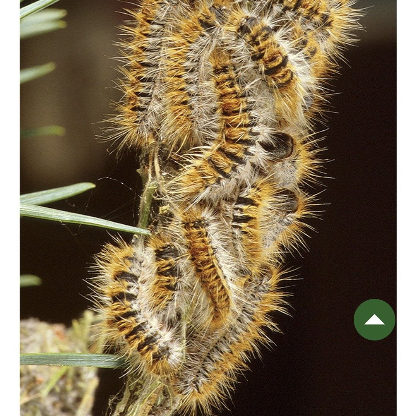 Caterpillars are dangerous to golfers  #audio365