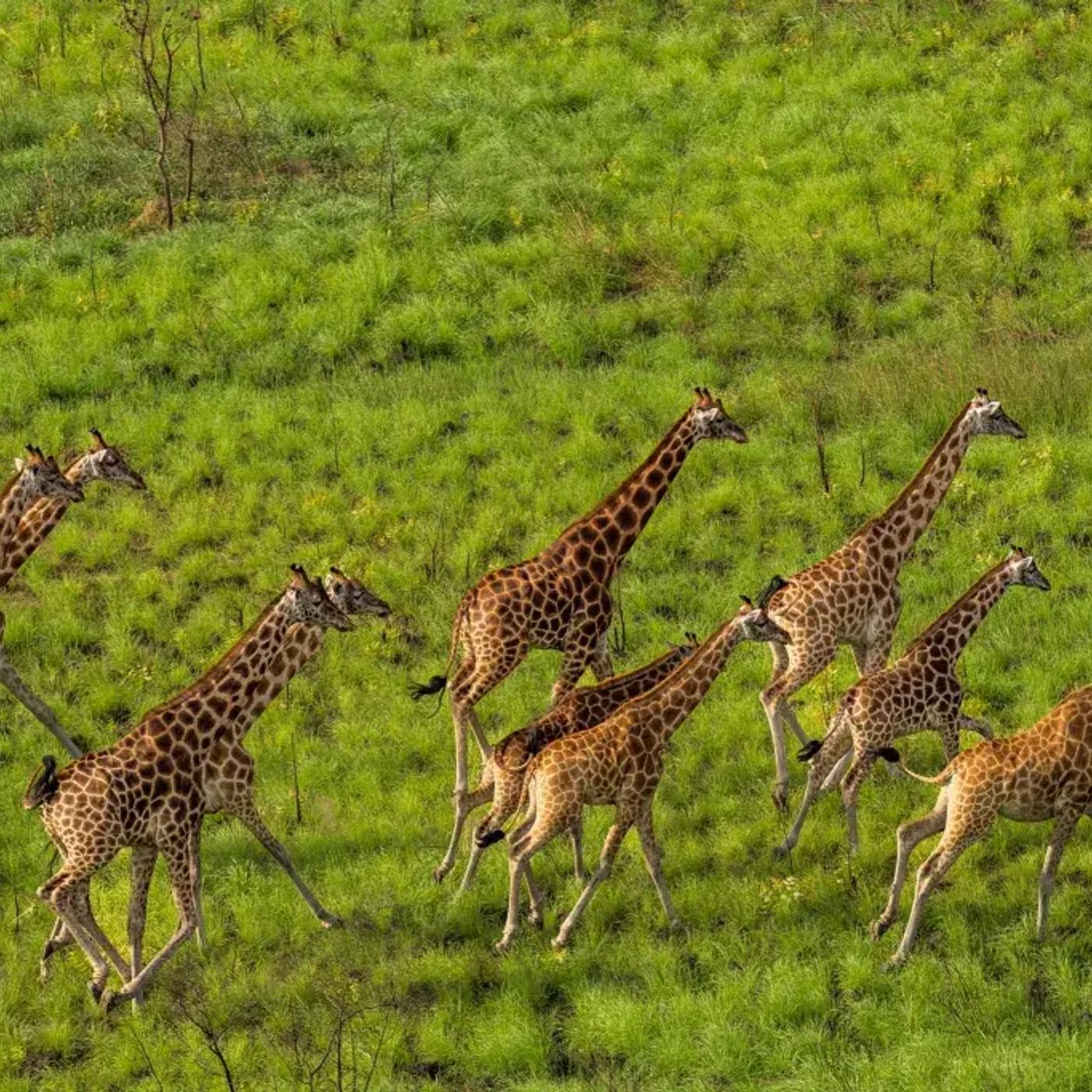 SEASONS: South Sudan Endorses Wildlife Conservation Act
