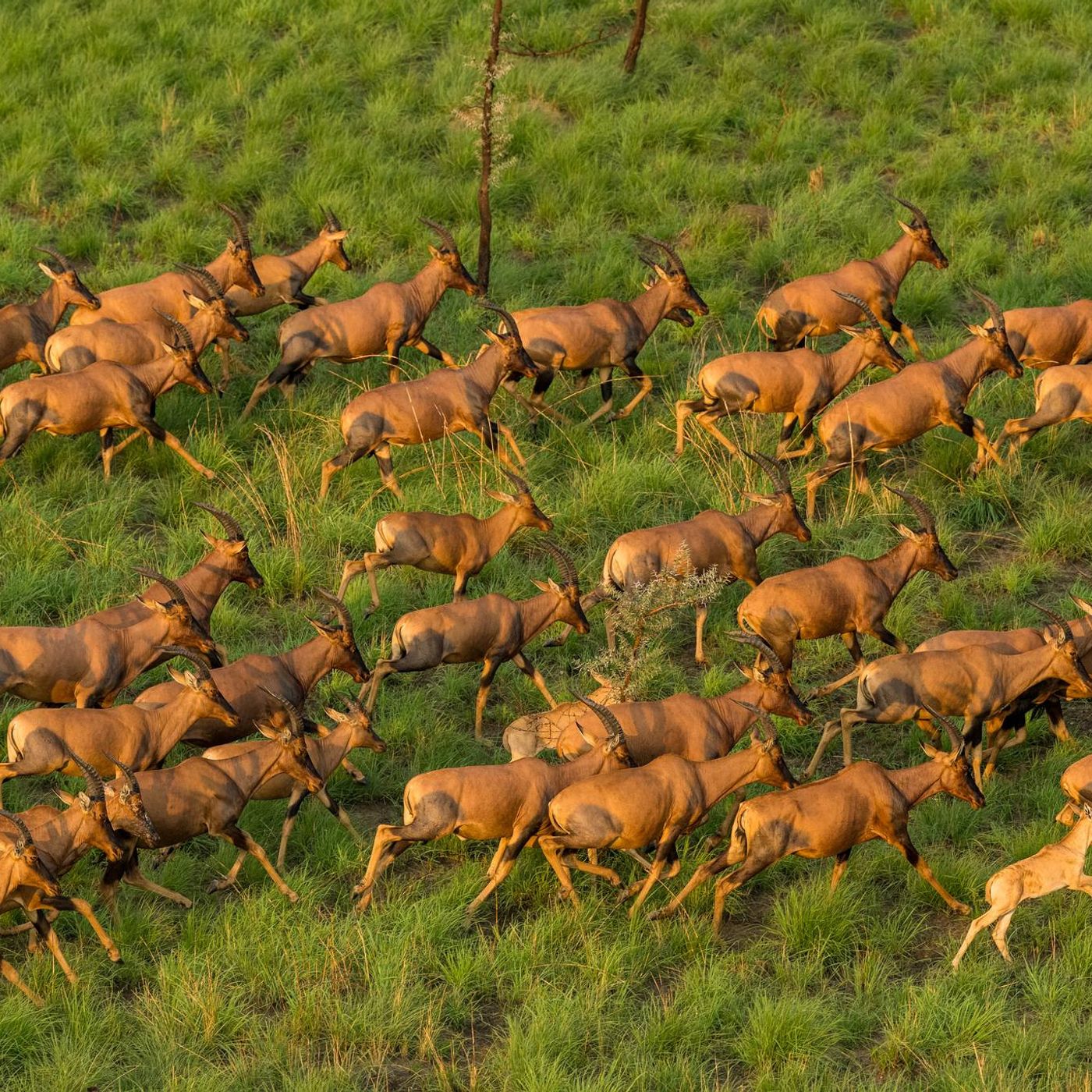 Crackdown on Illegal Bush Meat Trade