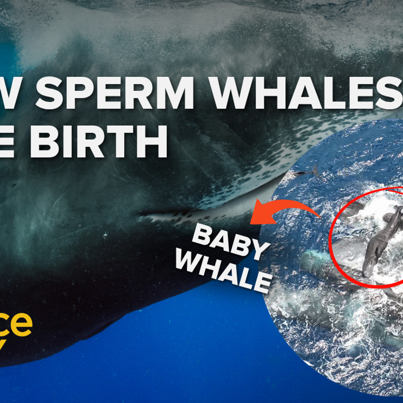 1276: What a sperm whale’s birth tells us about whale culture