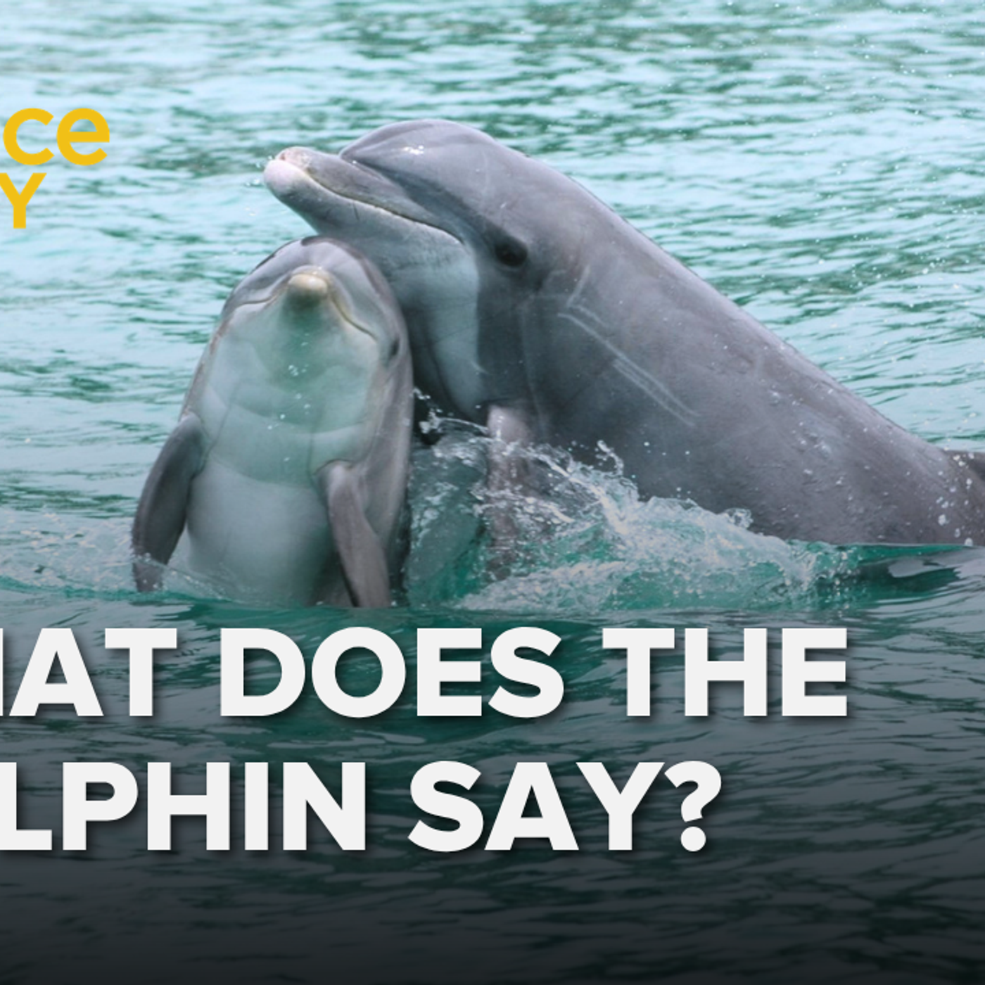 1280: When a dolphin whistles, what does it mean?