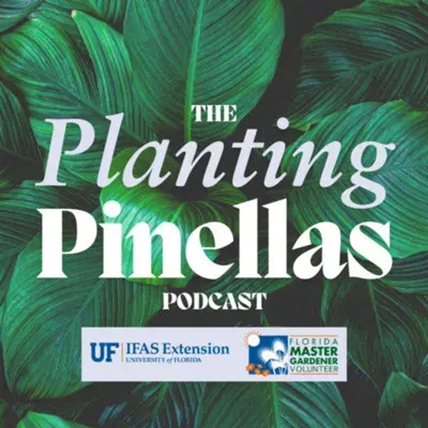 S2 Ep1954: PLANTING PINELLAS How Pinellas County Extension Connects To World Class Science episode artwork