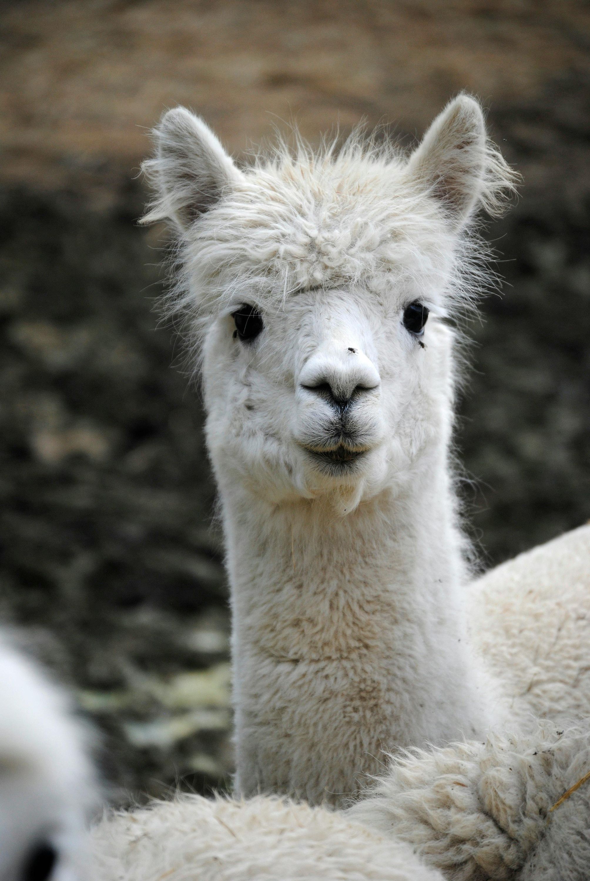 407: The HOA doesn't like your llama's attitude.