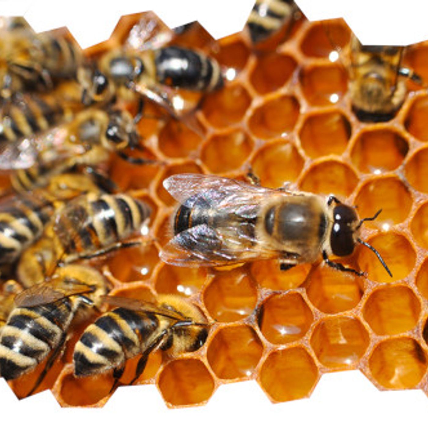 S2 Ep1985: Meet the Pinellas Beekeepers Association at 2026 Green Thumb Festival 4-26-26 episode artwork
