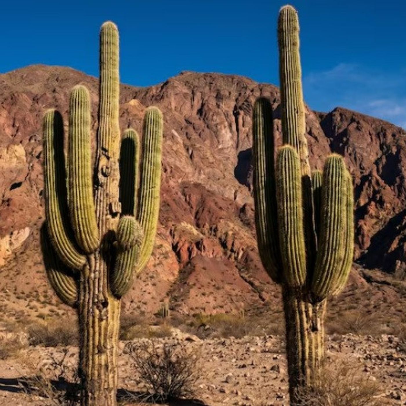 617: Podcast IA - 200 años, 15 metros de altura y una leyenda ancestral: la historia del cactus más alto de Argentina