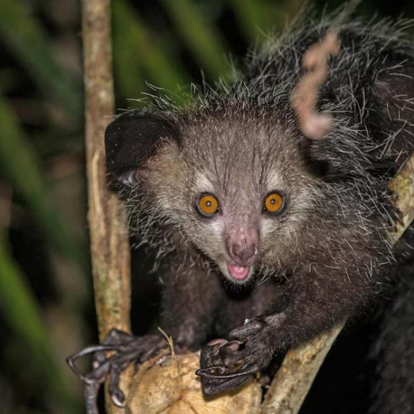 638: Podcast IA - El aye-aye de Madagascar: el primate más extraño del mundo que evolucionó con rasgos de murciélago, roedor y pájaro carpintero episode artwork
