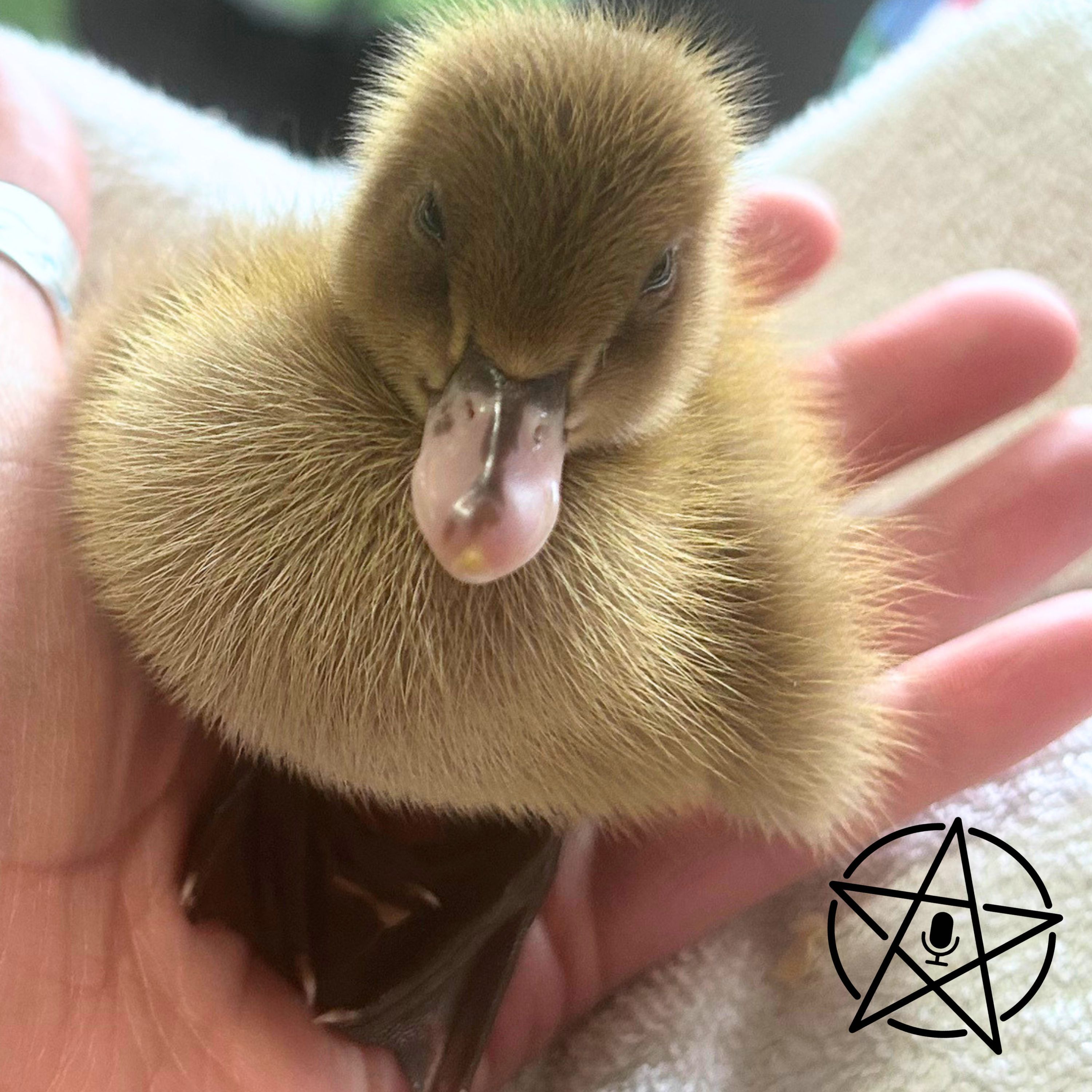 Dakota Fables & Tarot Cards: Symbolism of Ducks in Mythology and Magic