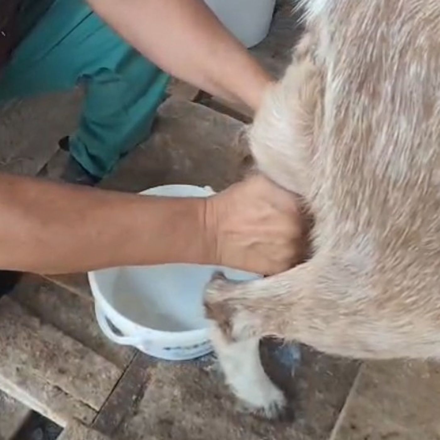 Goat milking at a rural family farmyard