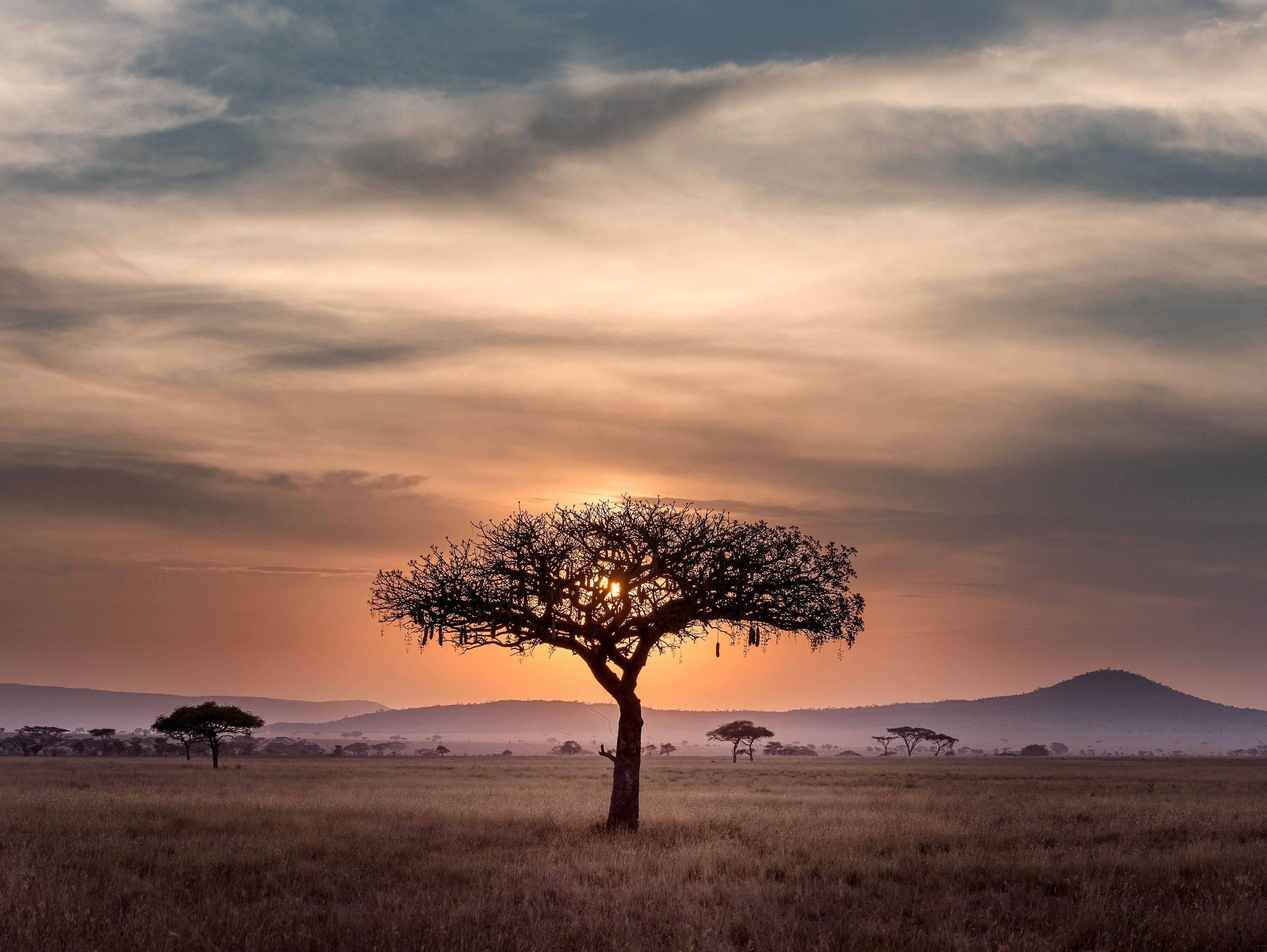 Serengeti tocante drone