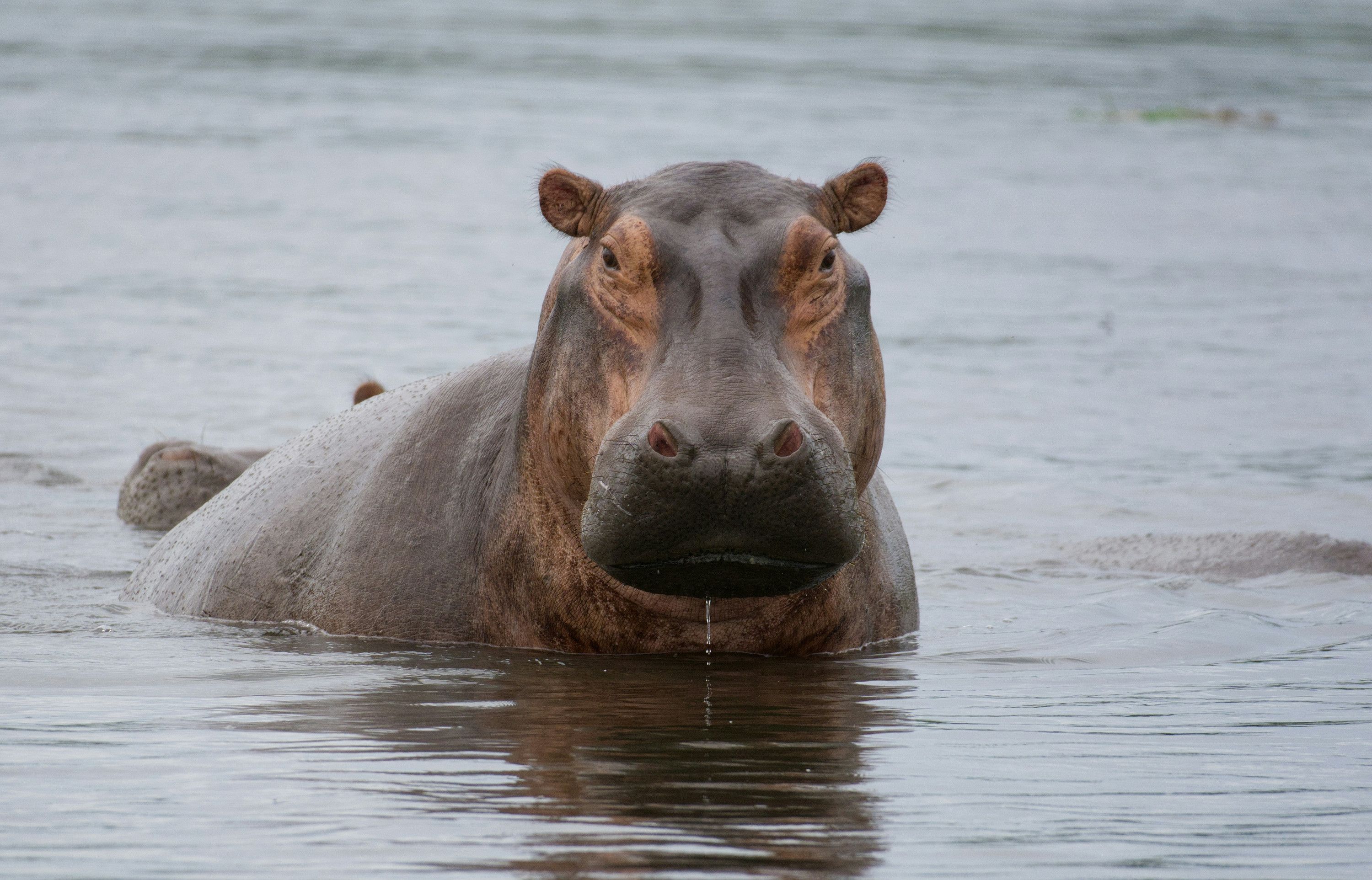 Hippos at night