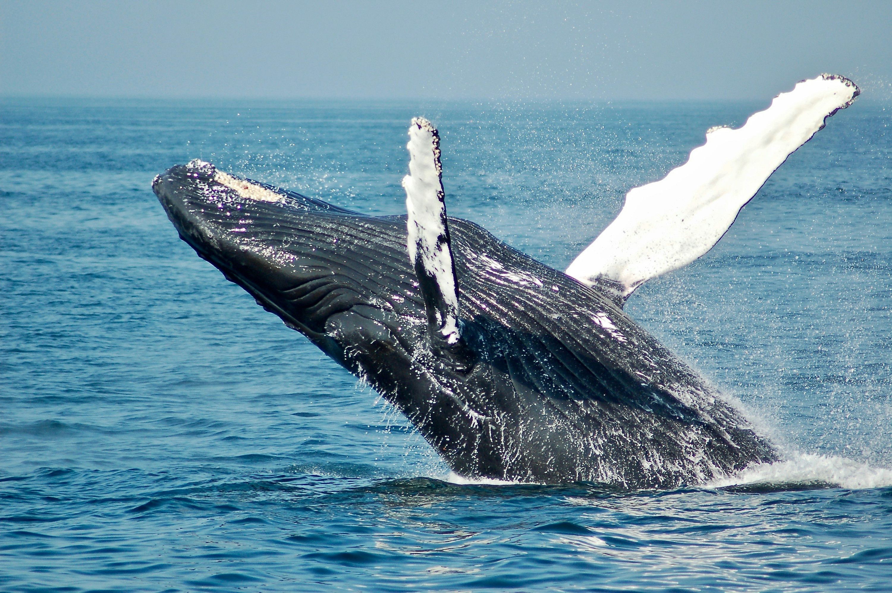 Humpback whales song off Westman Islands episode artwork