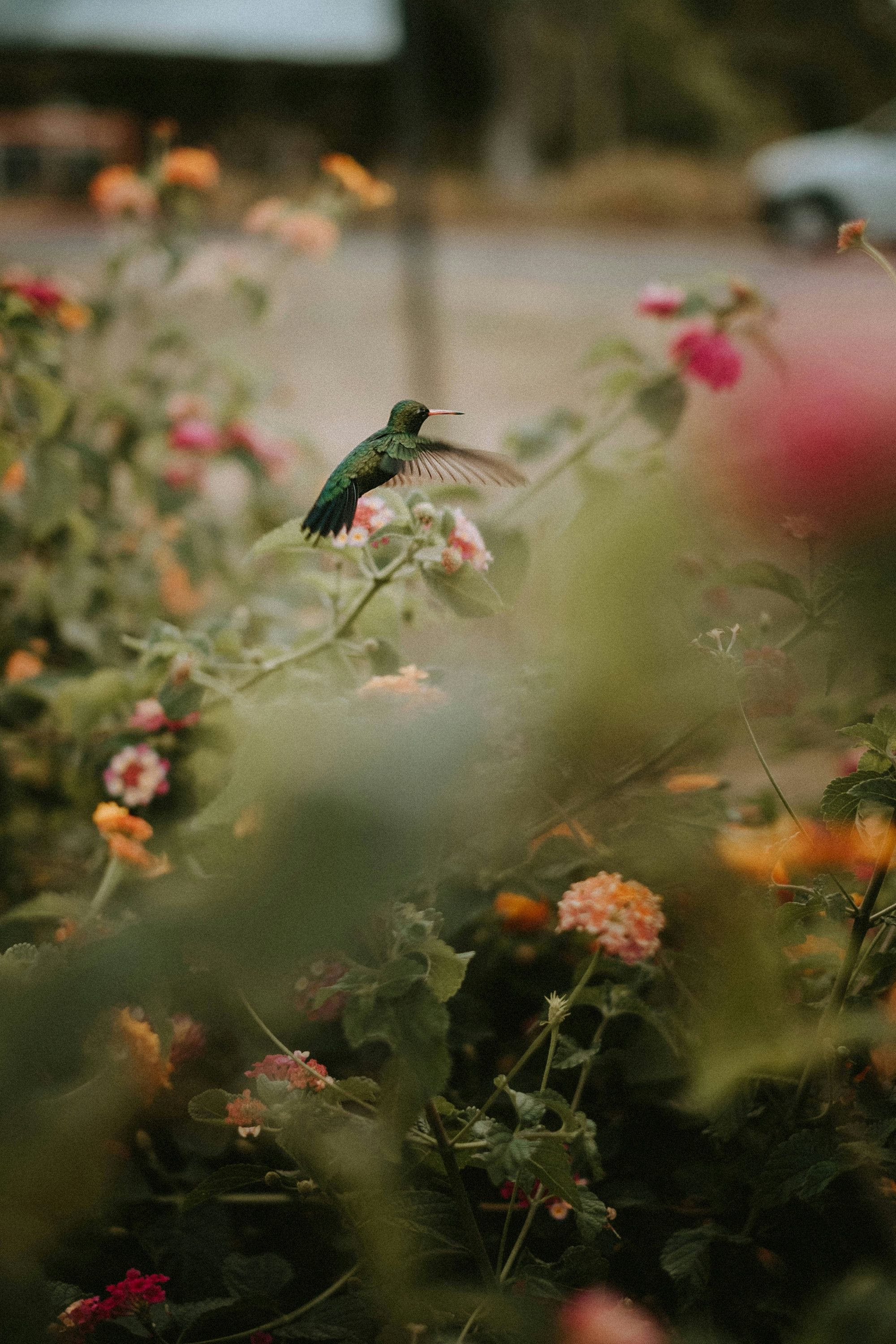 For the birds episode artwork