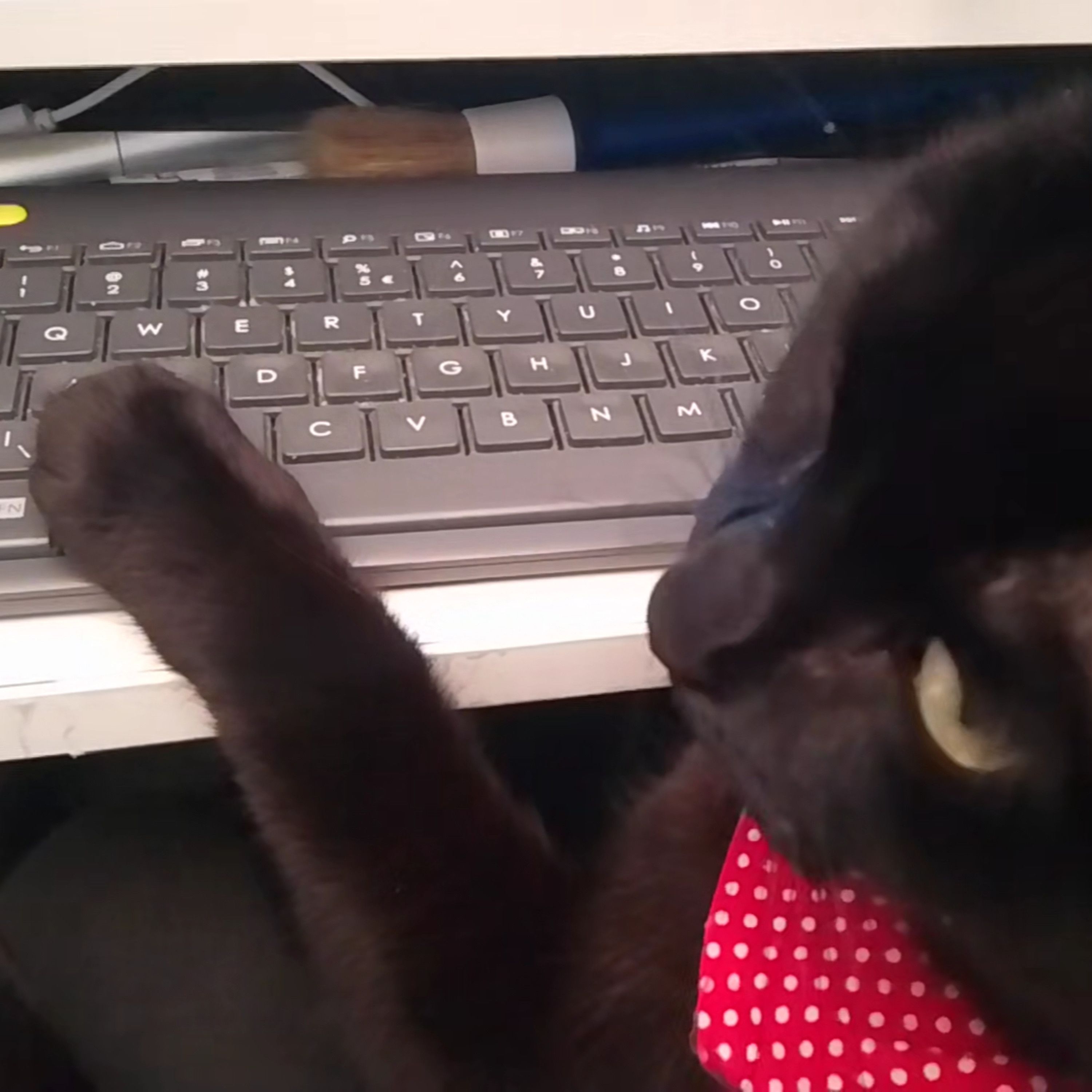 Luna watching a 'for-cats' video on my laptop episode artwork