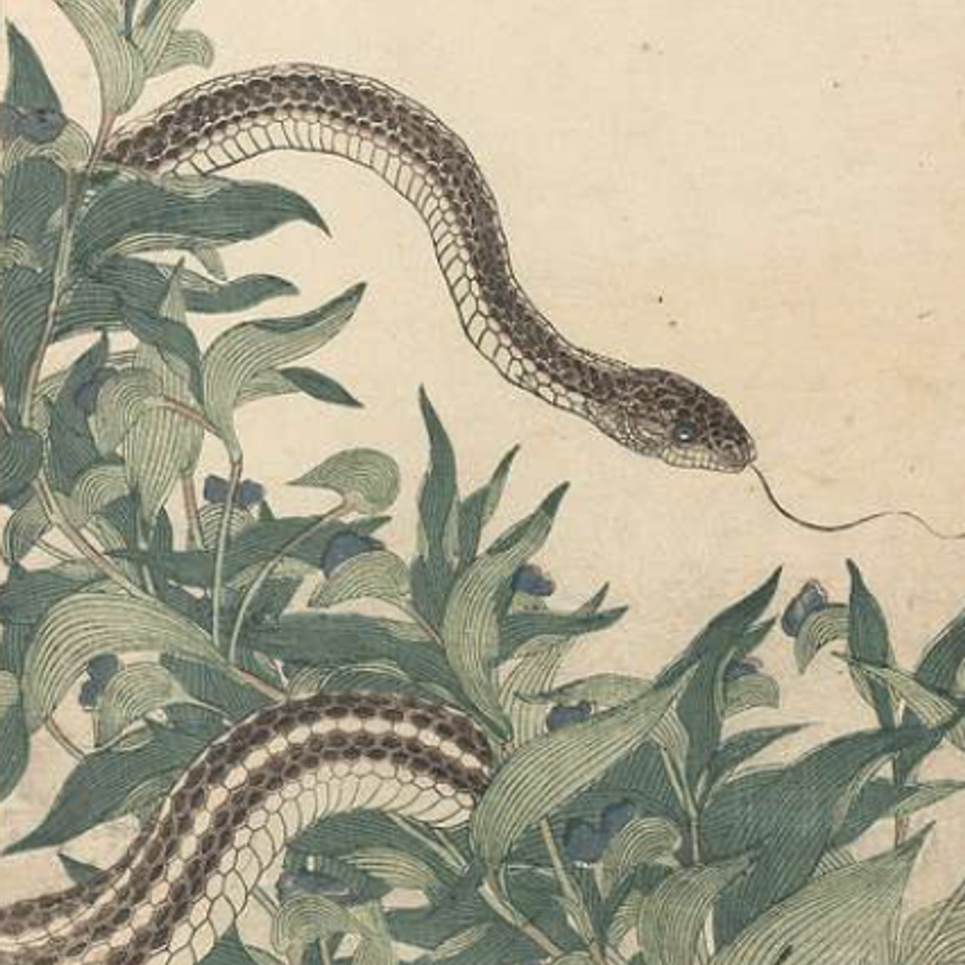 S8 Ep1144: Jeremy Zakis recounts a dramatic incident where a 60-year-old cyclist in New South Wales accidentally rode over a six-foot eastern brown snake, which then became entangled in her bike's chain. Remarkably, the woman survived a "dry bite" without venom, ill