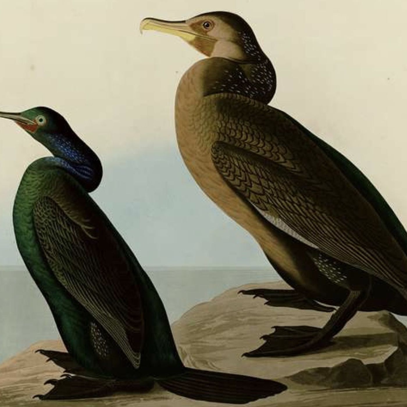S8 Ep1124: The Legends of the Wild Turkey and the Imperial Eagle Guest: Stephen Moss Book Title: Ten Birds That Changed the World Stephen Moss discusses the wild turkey, a bird rediscovered by Europeans in the Americas that was vital to the survival of the pilgrims.