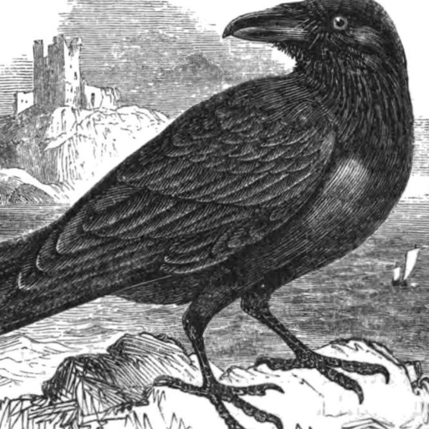 Stephen Moss, Part Two: Moss explores the Raven, a bird of deep mythology and intelligence, appearing in Norse legends as Odin's messengers and in modern culture like Game of Thrones. Though often seen as harbingers of doom in works by Shakespeare and Poe episode artwork