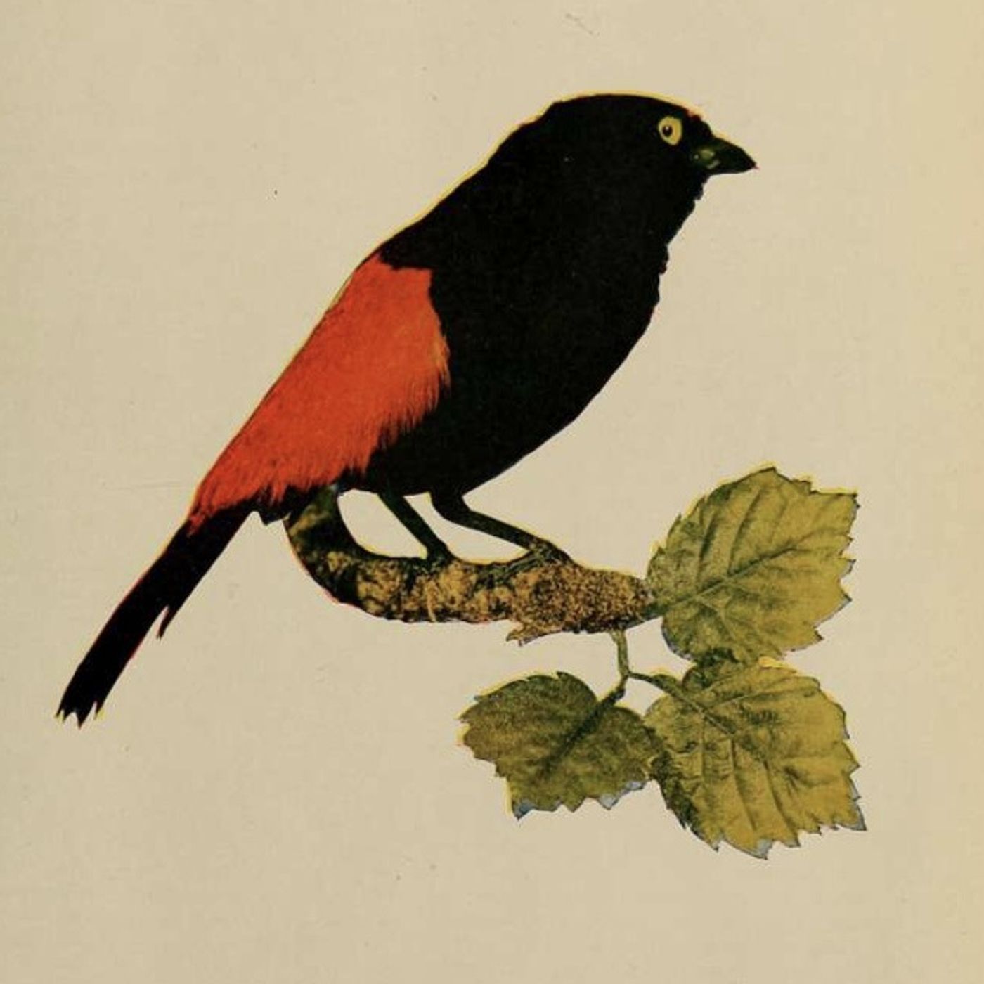S8 Ep1124: The Raven: Mythological Scavengers and Their Modern Return Guest: Stephen Moss Book Title: Ten Birds That Changed the World Ravens, described as "crows on steroids," carry a heavy weight of mythology as independent and highly intelligent scavengers. Assoc