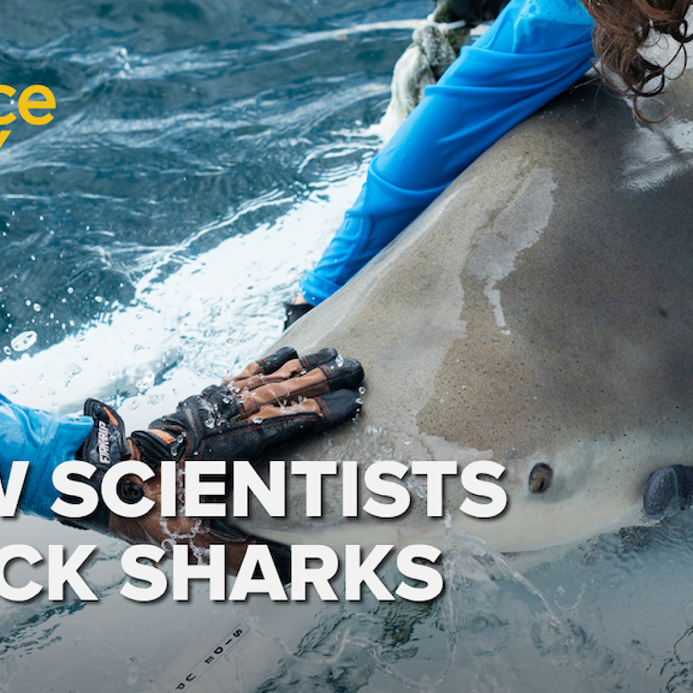 1355: Tracking shark populations, one shark at a time