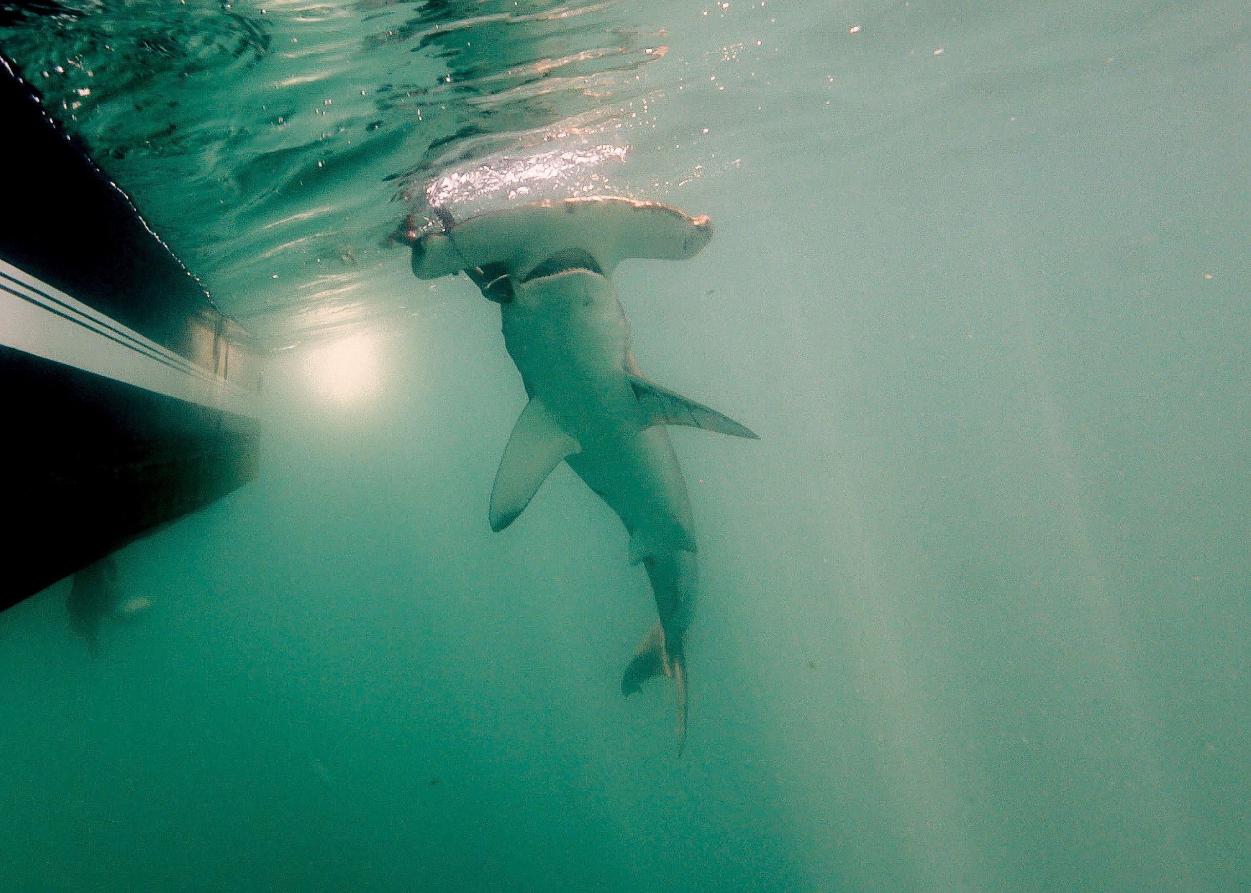 Thursday, July 30: Shark Week, Naming Our First Hammerhead, Cliff Jump Fail episode artwork