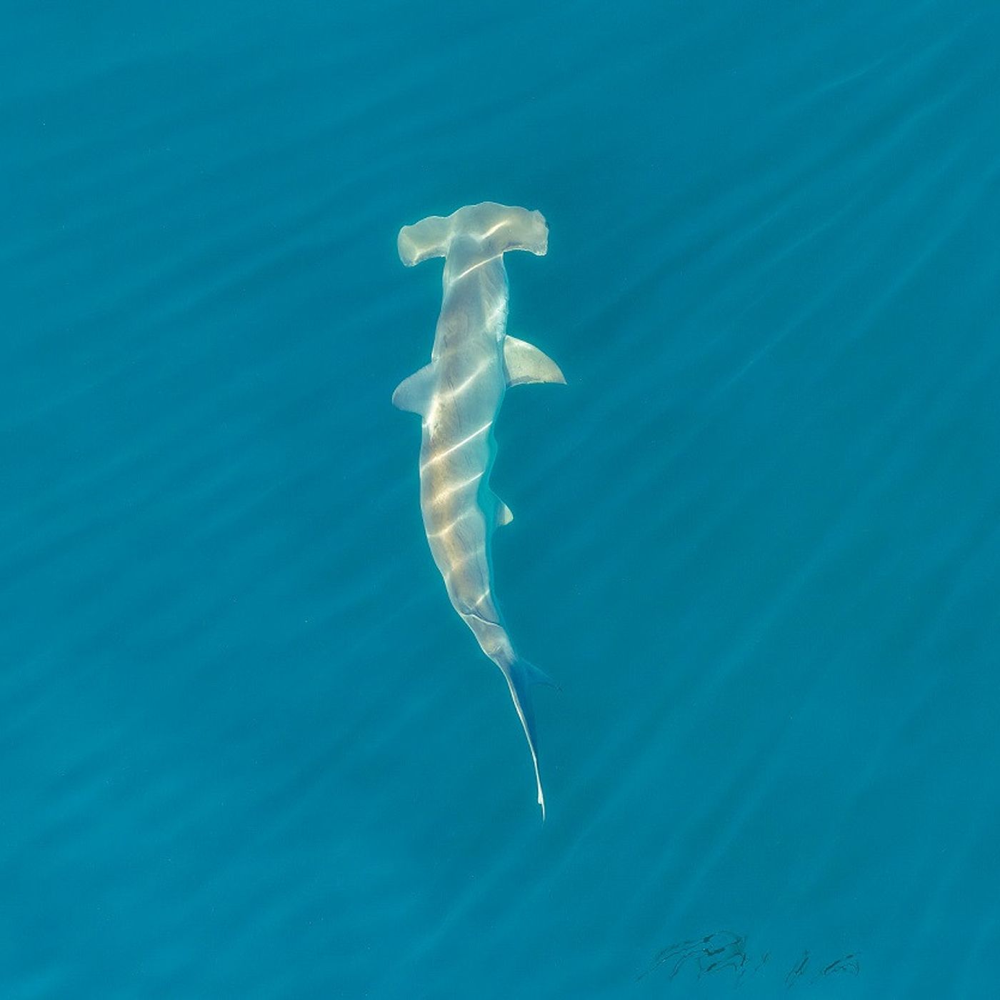 Pod Pick: Naming A Hammerhead Shark episode artwork