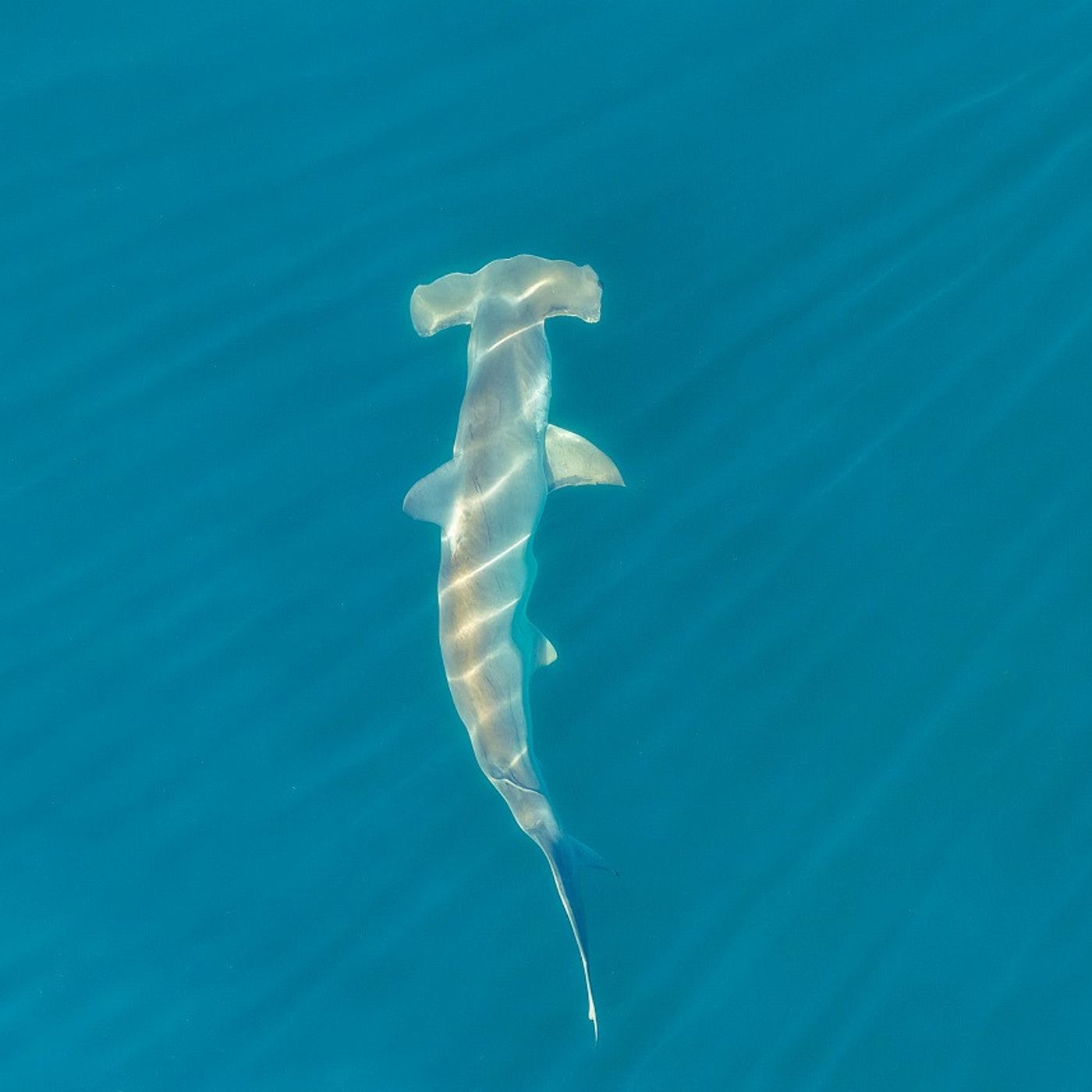 Pod Pick: Emma C. Hammer, New England's Hammerhead Shark episode artwork