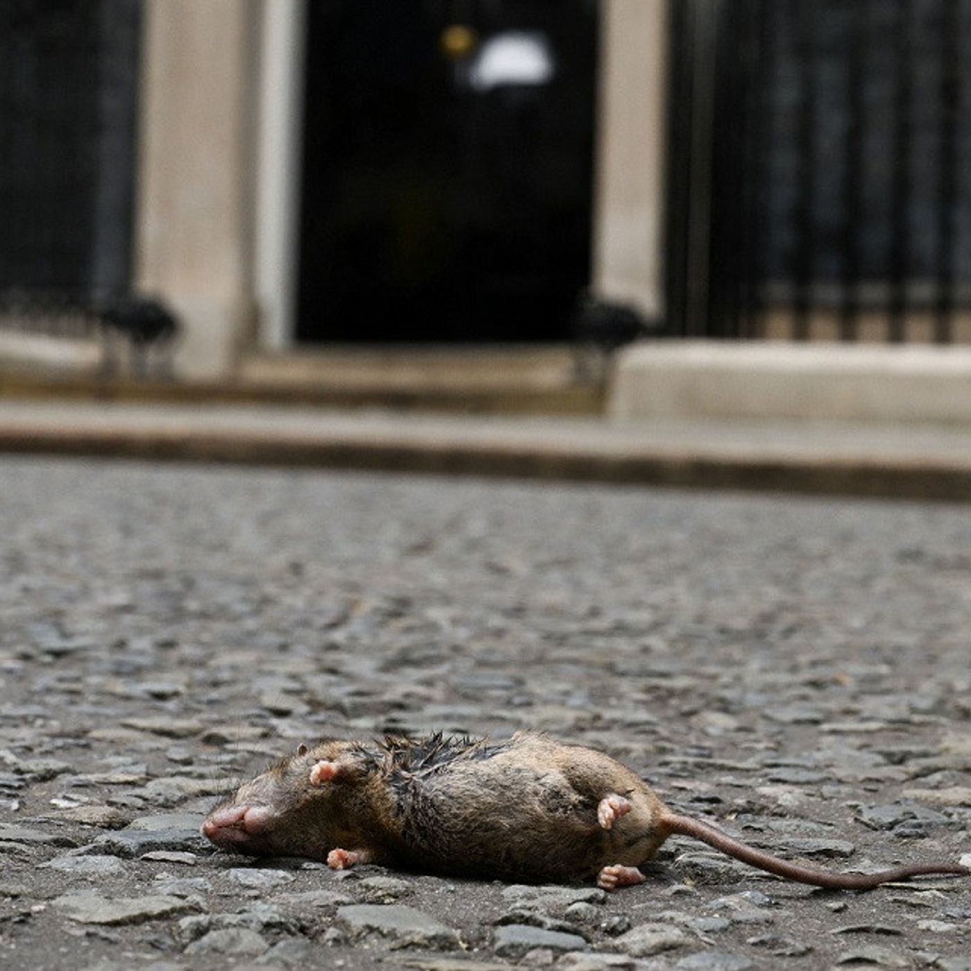 Pod Pick: Mice, Ants, and Other Unpleasant Surprises episode artwork
