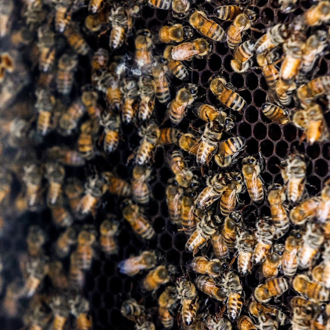 Thursday, Aug. 6: Tastiest Fast Food Items, Tire Iron Defense, Rescue from a Swarm of Bees episode artwork