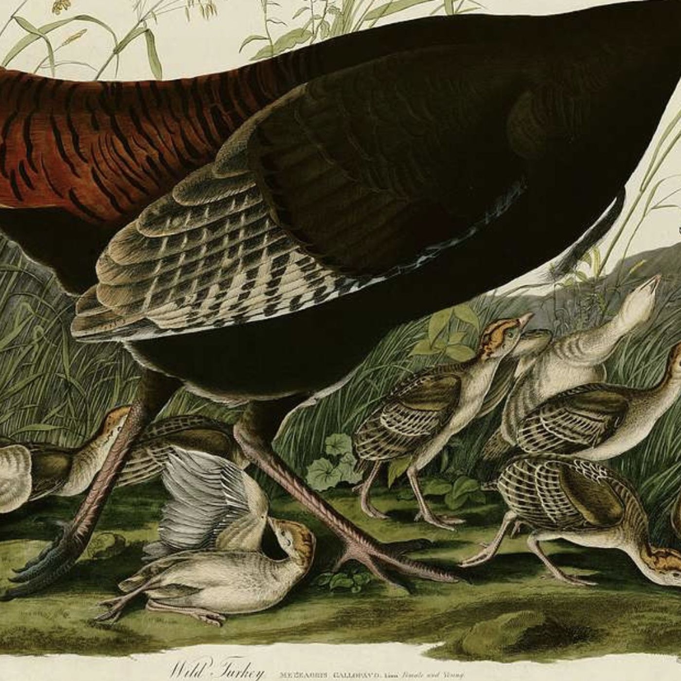 Stephen Moss, author of Ten Birds That Changed the World, Part One: Moss discusses how birds shaped human history, starting with the Wild Turkey, which nearly became America's national bird and was essential to pilgrim survival. The naming of the Turkey s