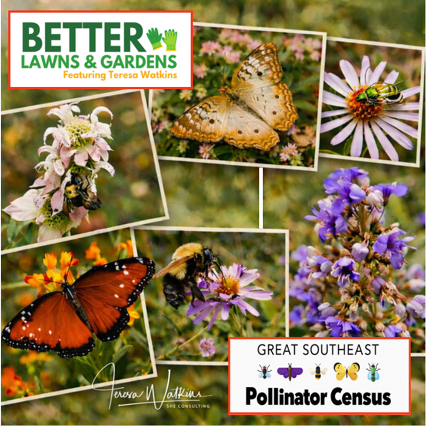Better Lawns and Gardens - Hour 1 The Great Southeast Pollinator Census August 22, 2026 episode artwork
