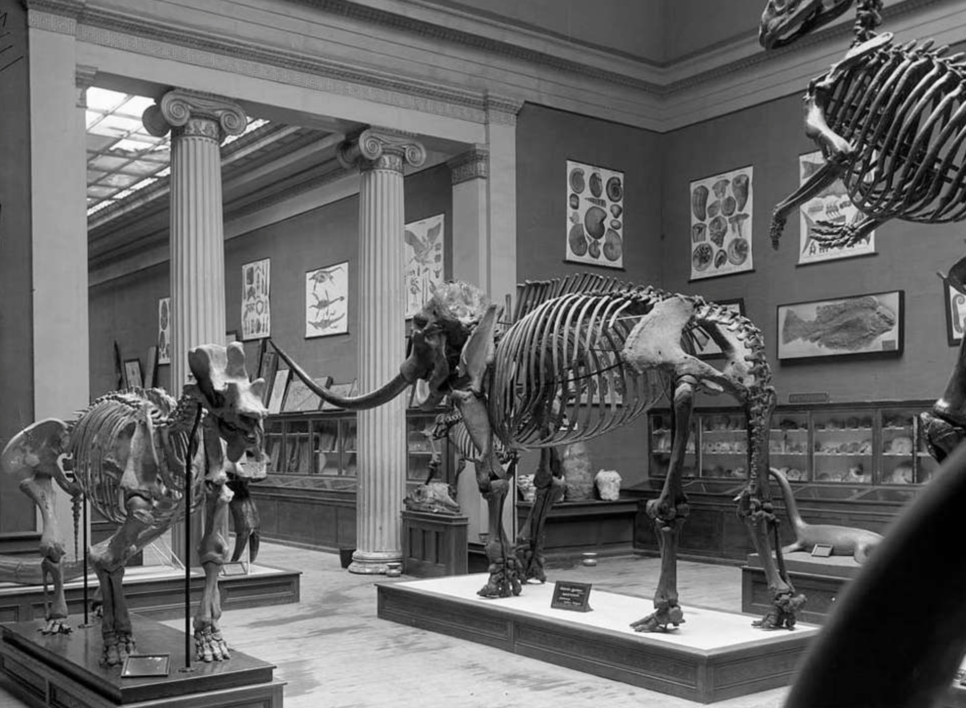 S8 Ep1338: David K. Randall, author of The Monster's Bones: The Discovery of T. Rex and How It Shook Our World, recounts the historic discovery of the Tyrannosaurus rex by pioneering paleontologist Barnum Brown. The narrative traces Brown's journey from a Kansas far
