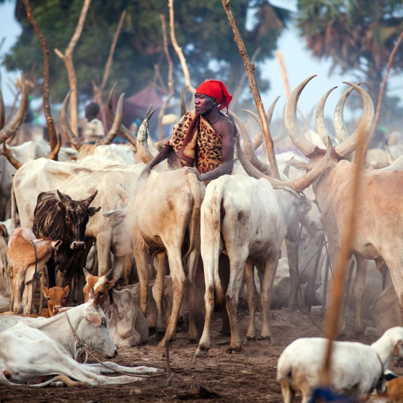 3352: FEATURE | Sounds of Wealth - A Cattle Market in Rumbek episode artwork