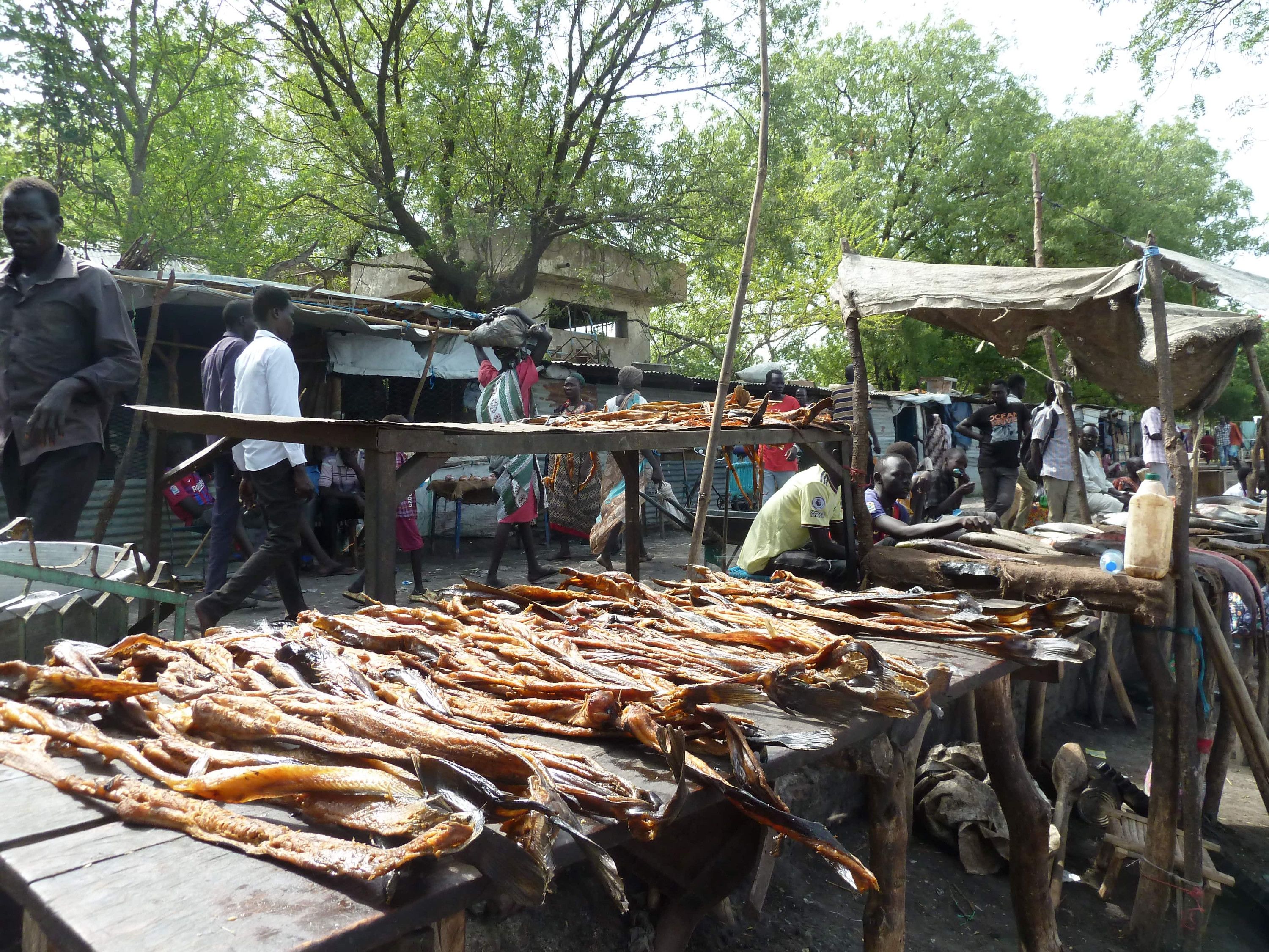 3353: FEATURE | Jonglei Fishing Industry Offers Livelihoods but Struggles With Roads, Security and Storage episode artwork