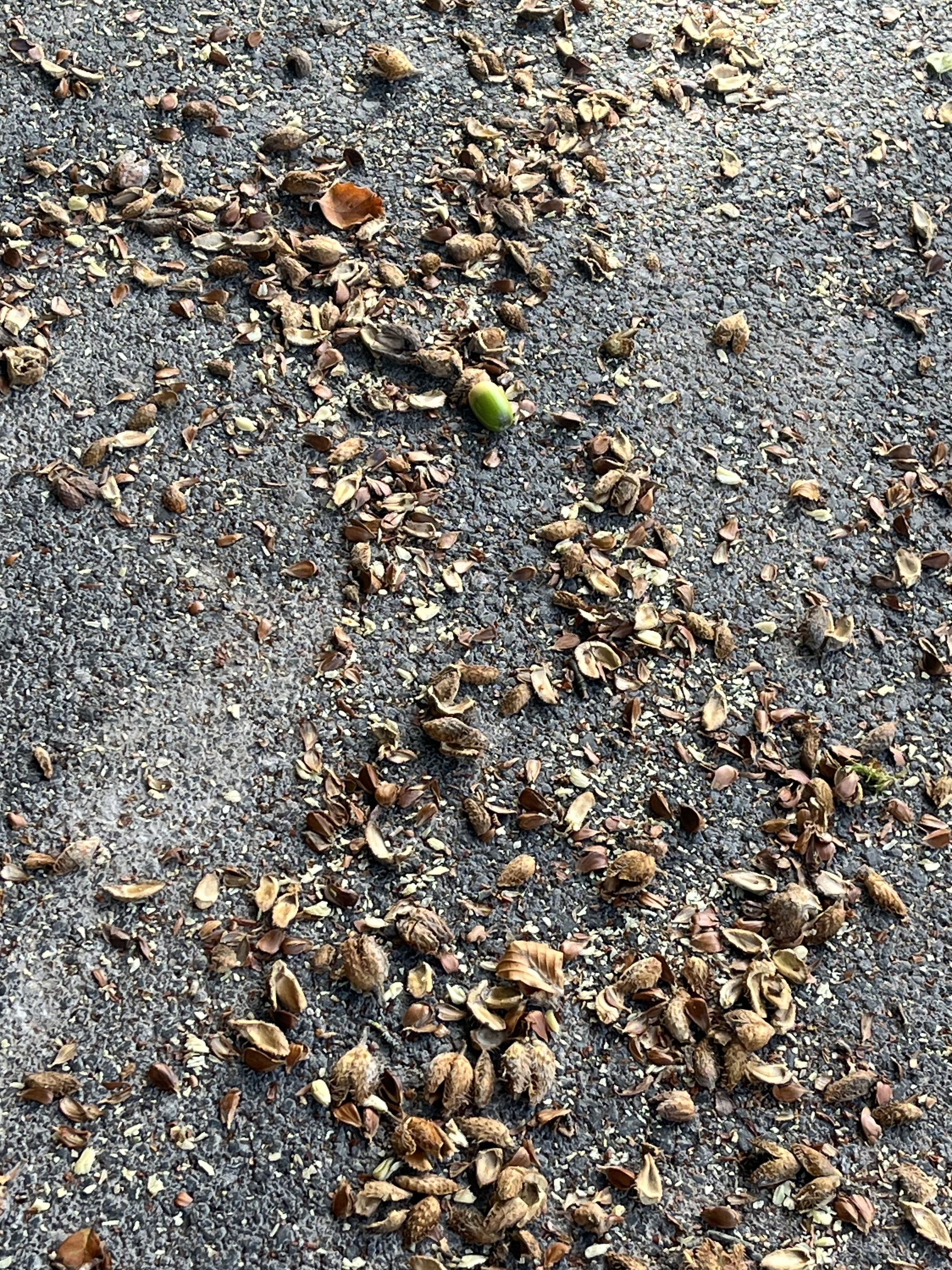 Walking on Nuts  #Septpodpomo