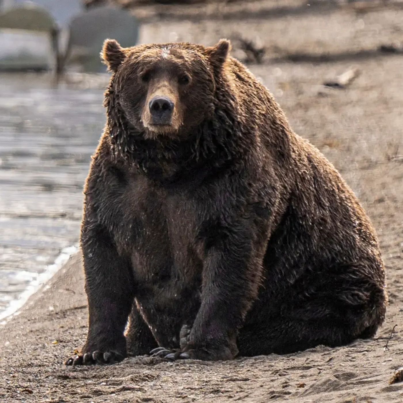 Fat Bear Week with Mike Fitz! episode artwork
