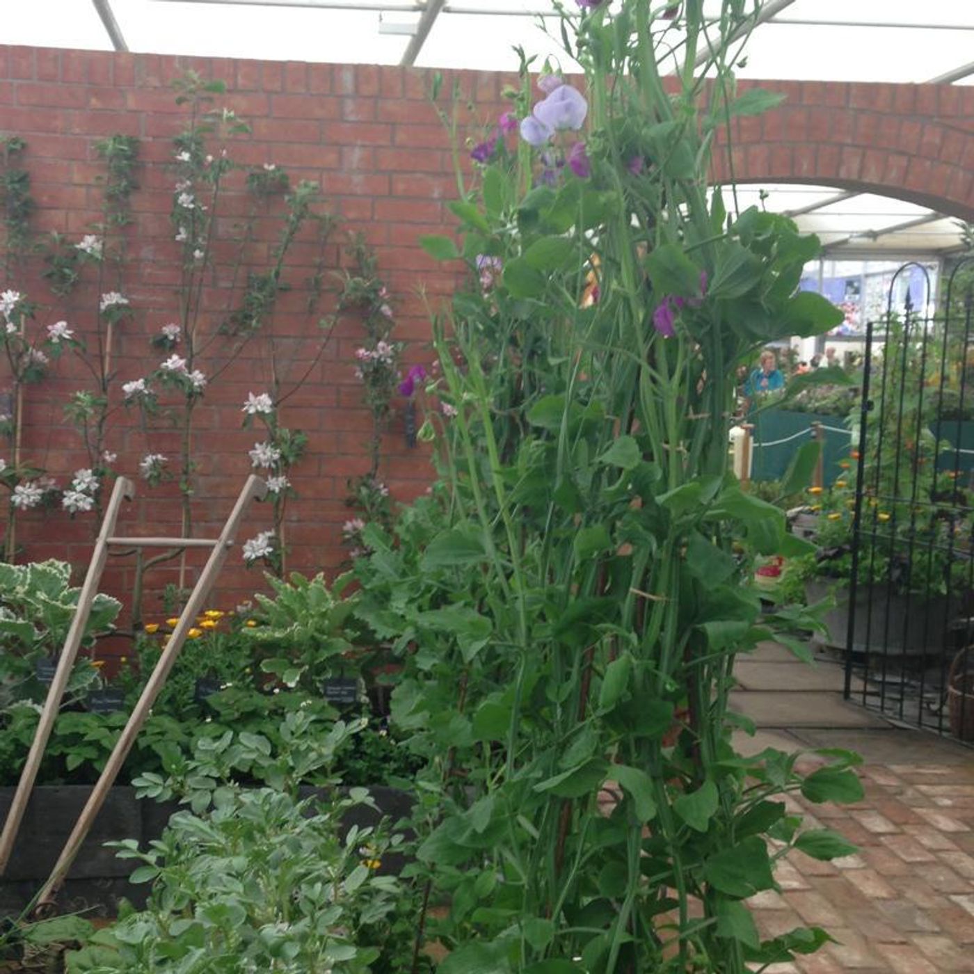 Advice on growing Sweet peas as Cut Flowers episode artwork