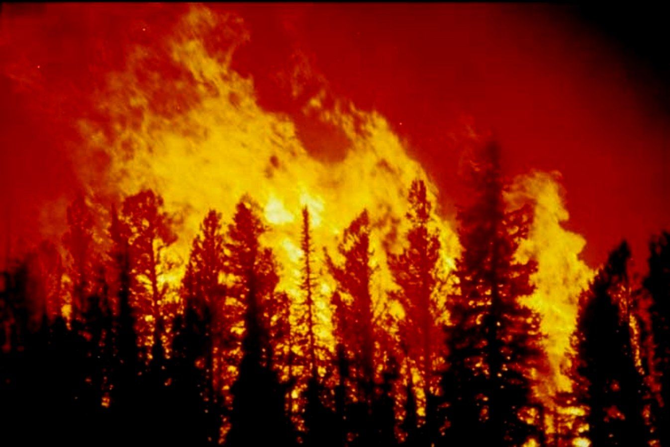 Я видел озеро в огне. Лесные пожары. Природная катастрофа пожар лесов. Мировые ЧС. Молния озеро огонь.