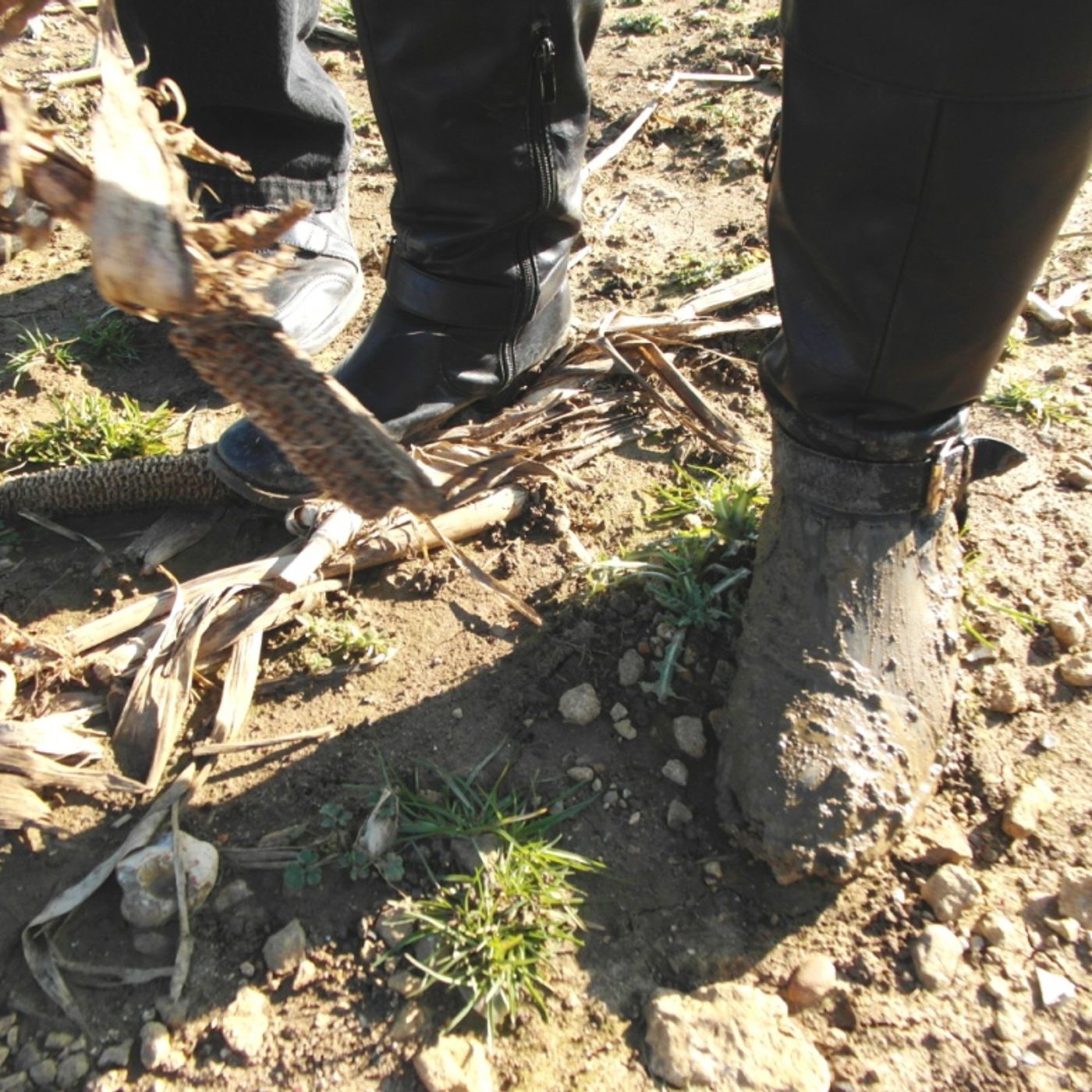 Muddy Boot Boo - more from 9 March walk @majadunn @stewartdunn1 episode artwork
