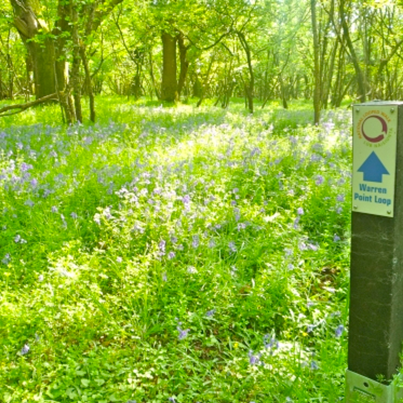 The bluebells of Rindoon episode artwork