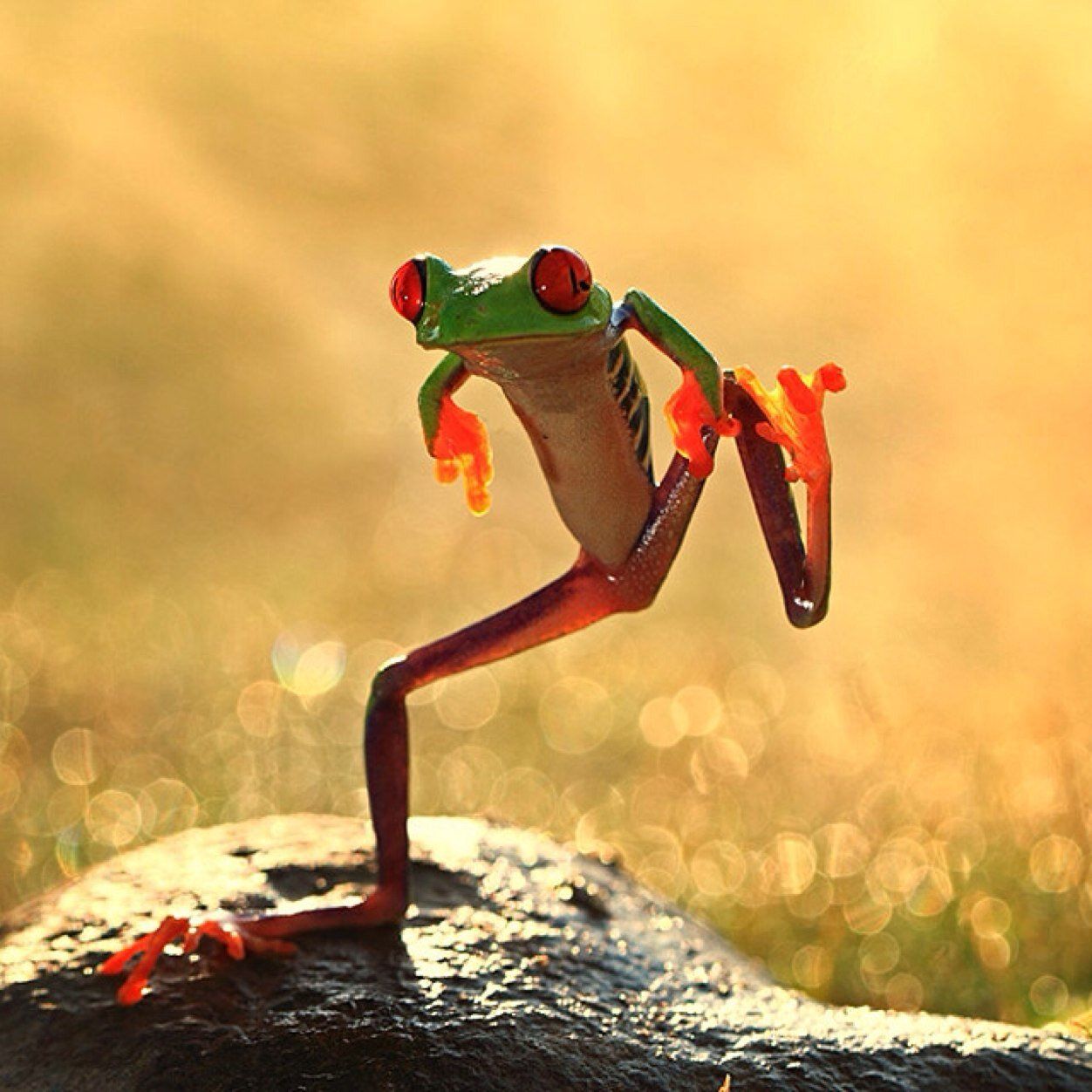 dancing_frog