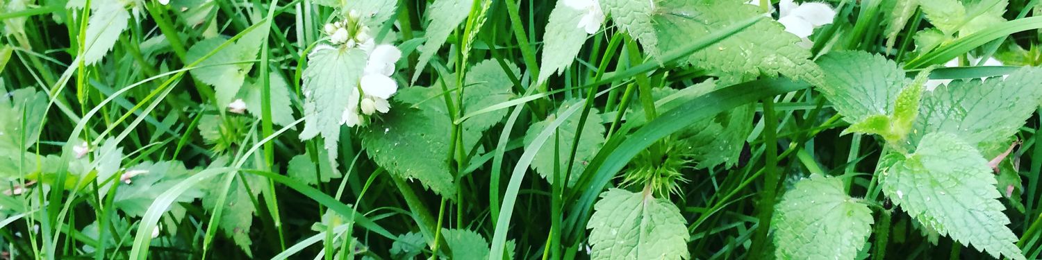 Growing Wild