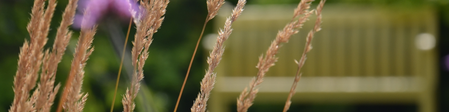 Rooted: The Human Side Of Sustainability Leadership